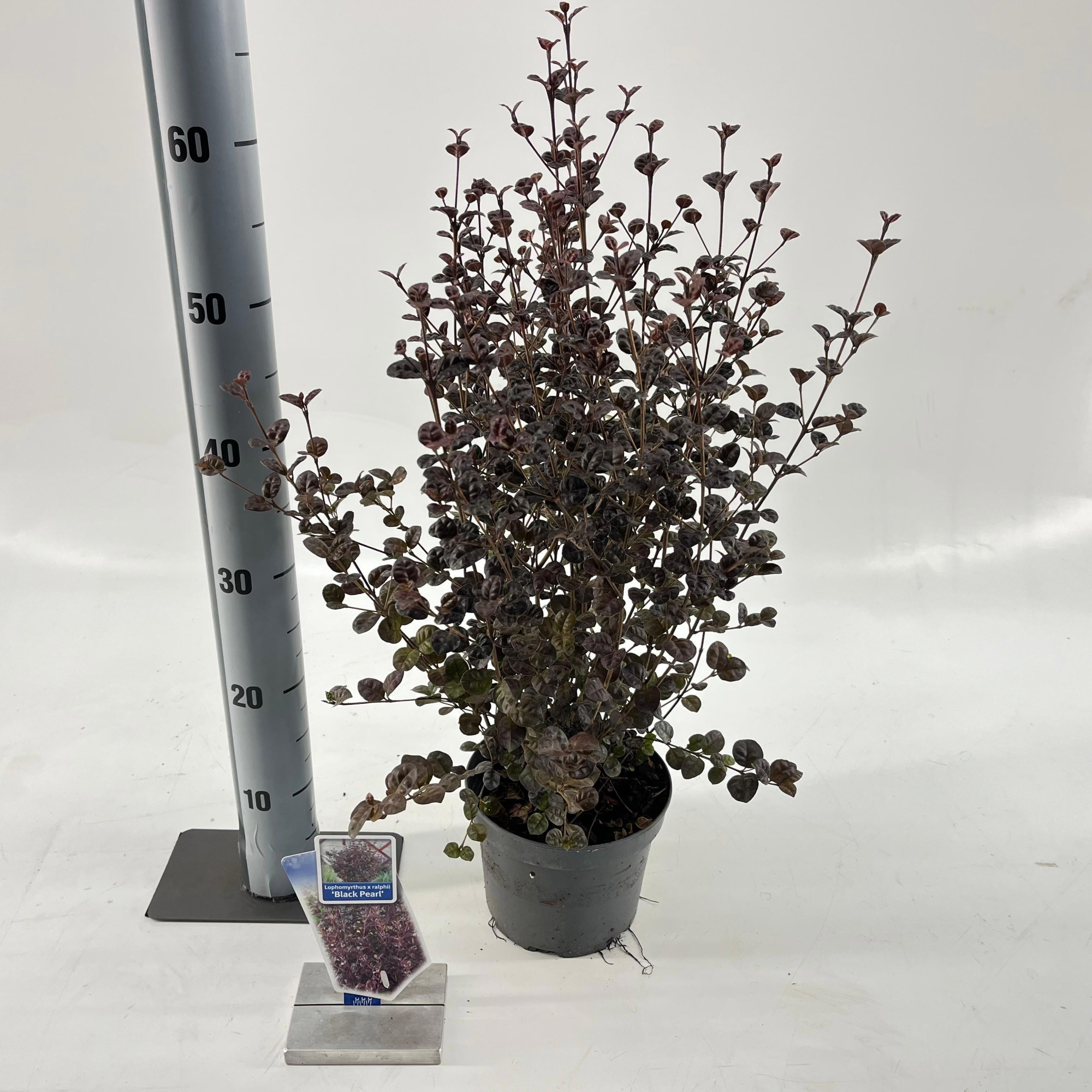 Lophomyrtus ralphii 'Black Pearl', D 17