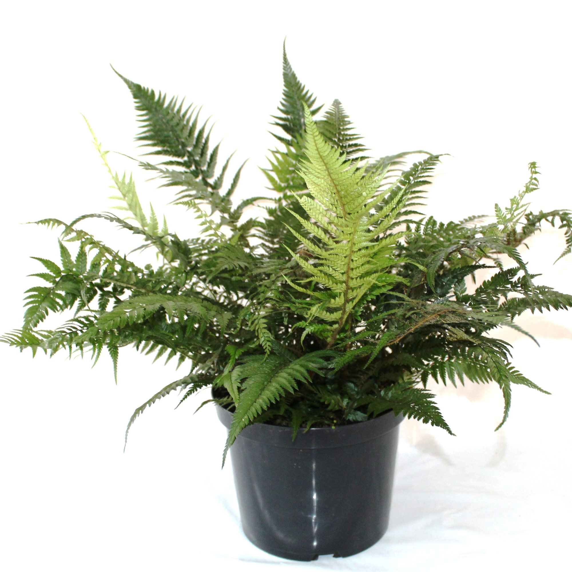 Athyrium Spicatum - De varen voor binnen en buiten, D 24 cm