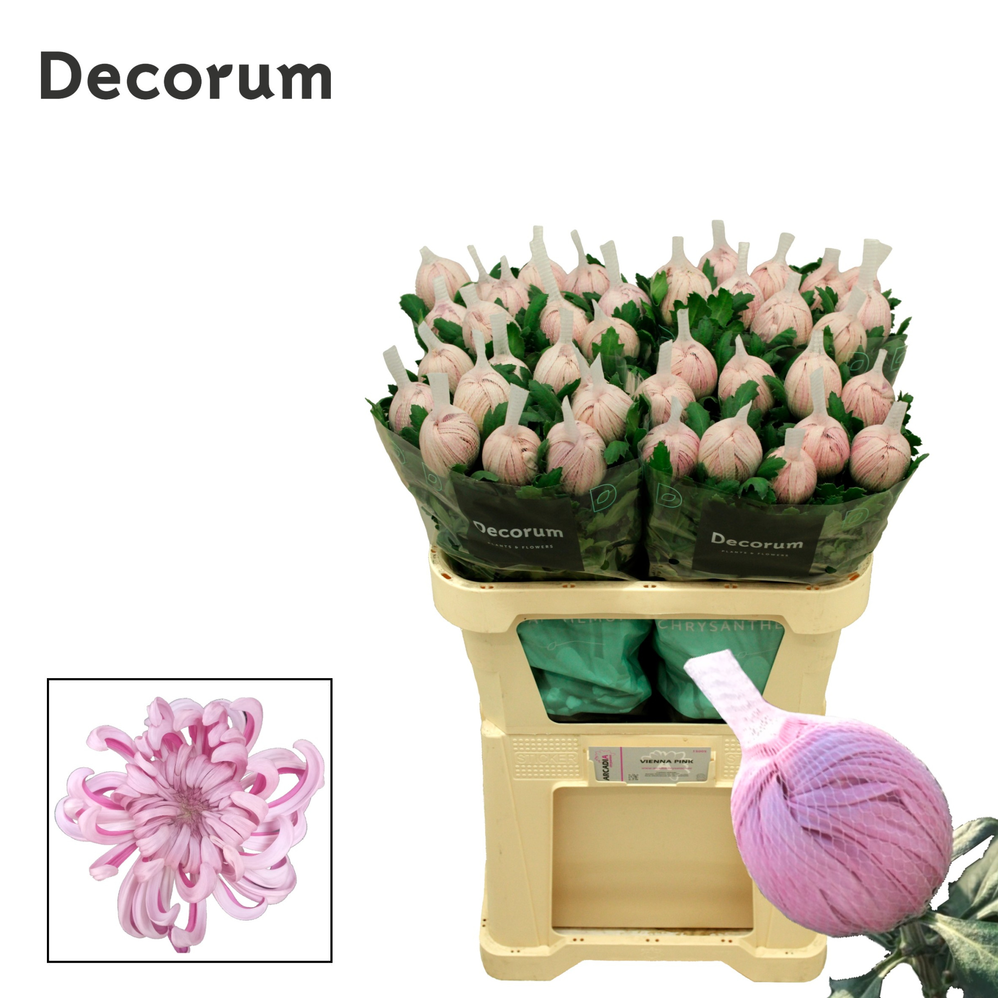 Хризантема од. Вена Пинк 70 (роз.), шт.