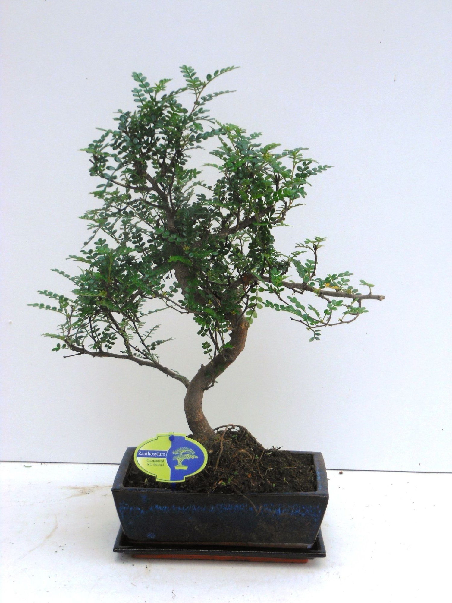 Zanthoxylum piperitum, 25cm., shape, with dip tray, D 25