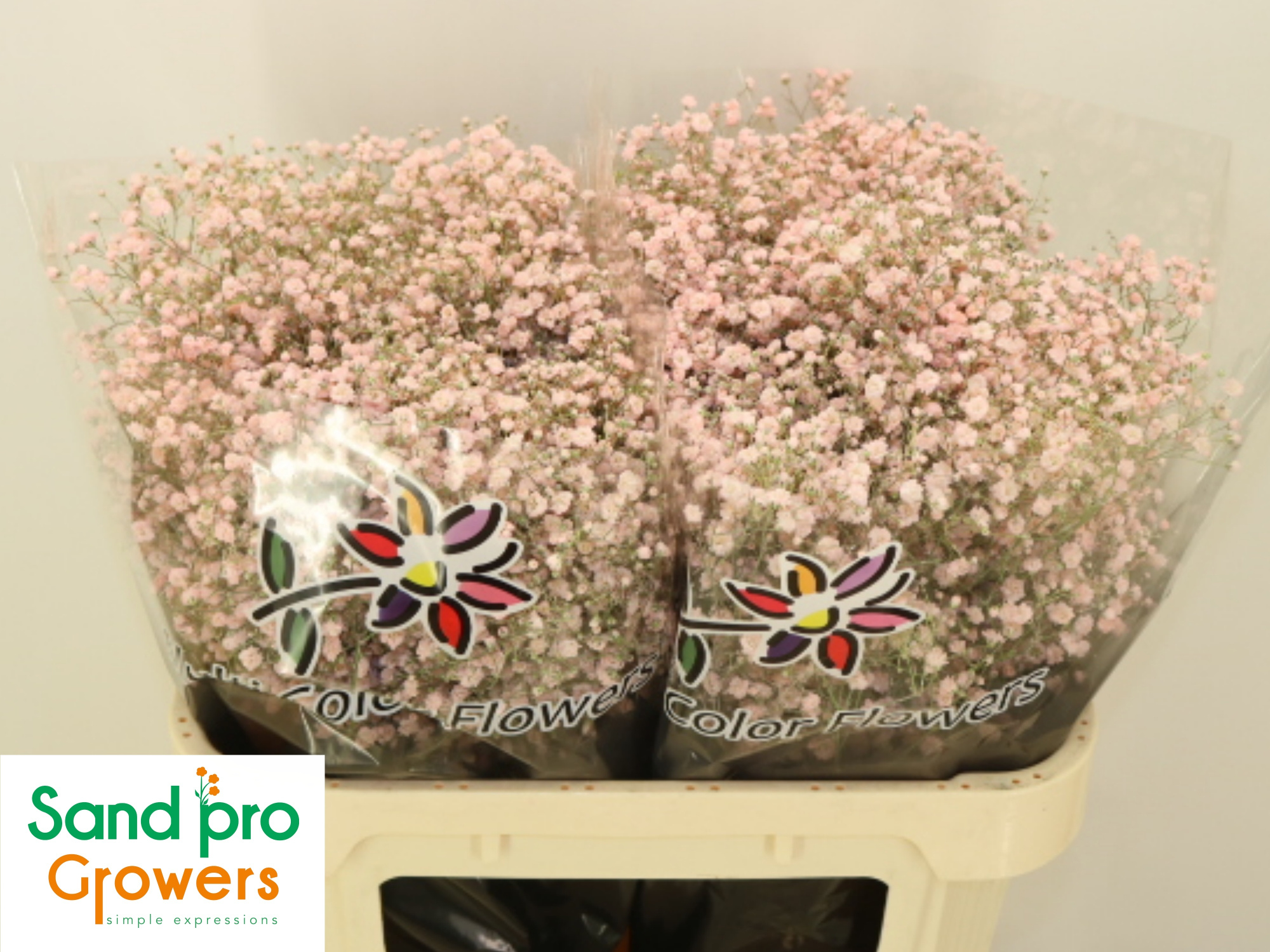 Гипсофила Овериг Крашеная (краш. ) 70, шт.