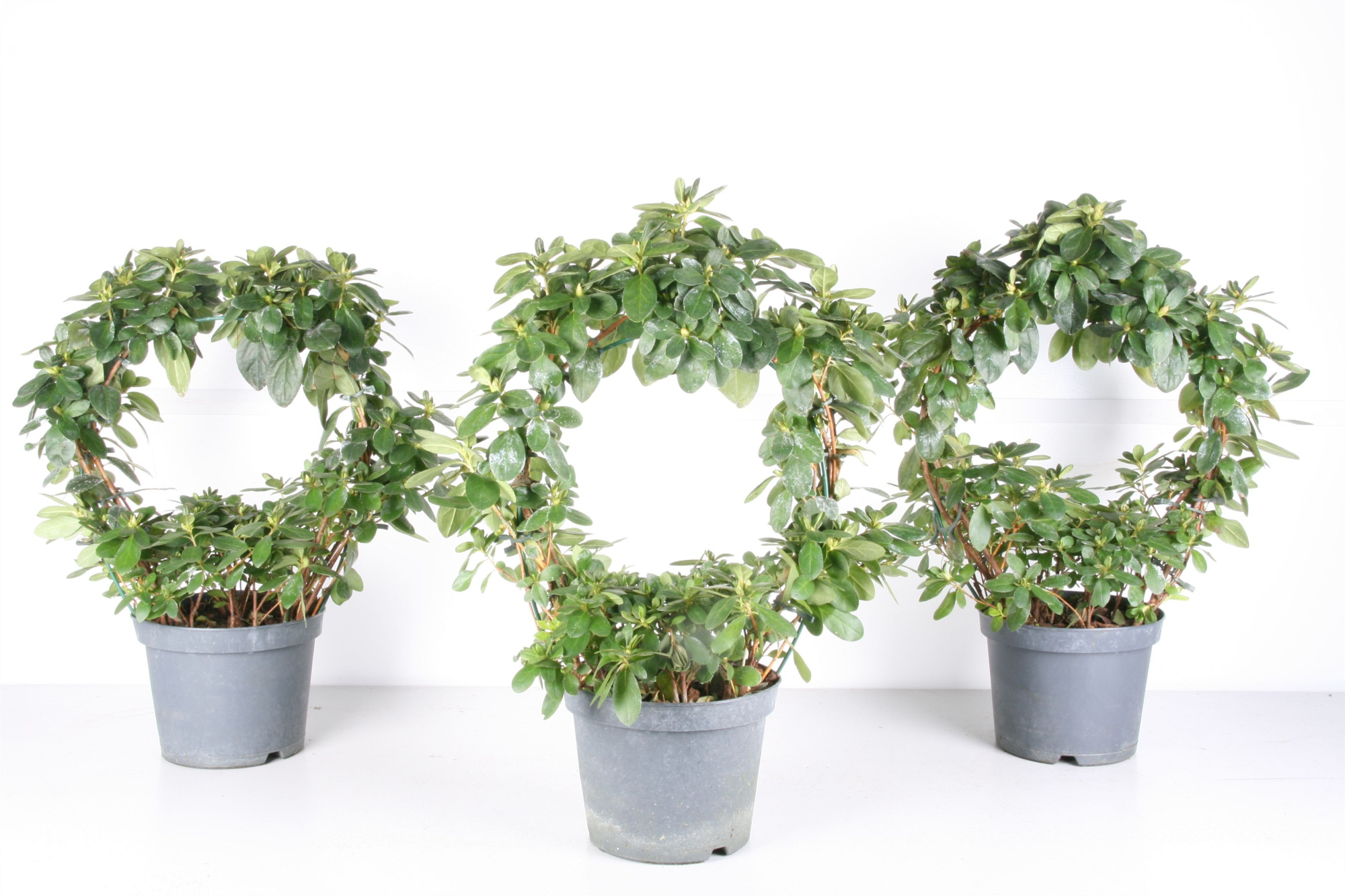 024 : Azalea p17  'Hellmut Vogel' mix Boog specialiteit jaarrond, D 17