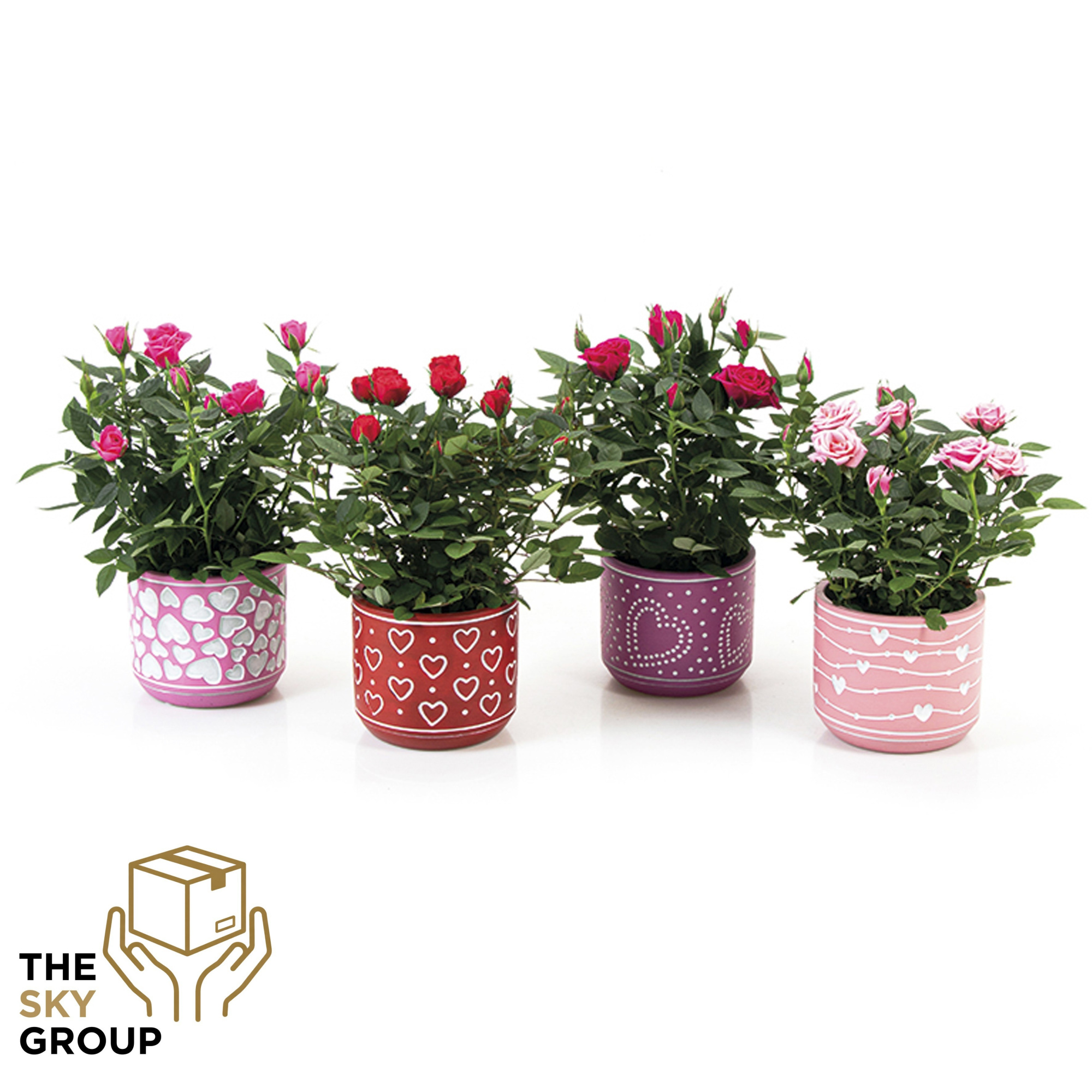 Roos 10,5 cm in beton pot Love ( 3 assorti ), D 12