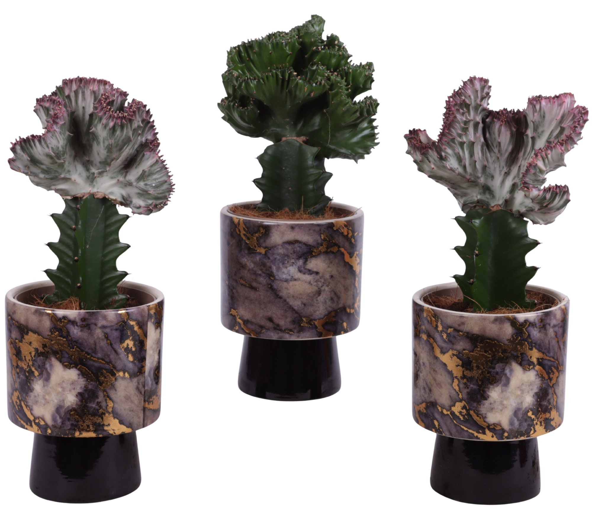 Cactus mix Euphorbia l. Ø12cm in Ø14cm Ceramic PL672, D 14