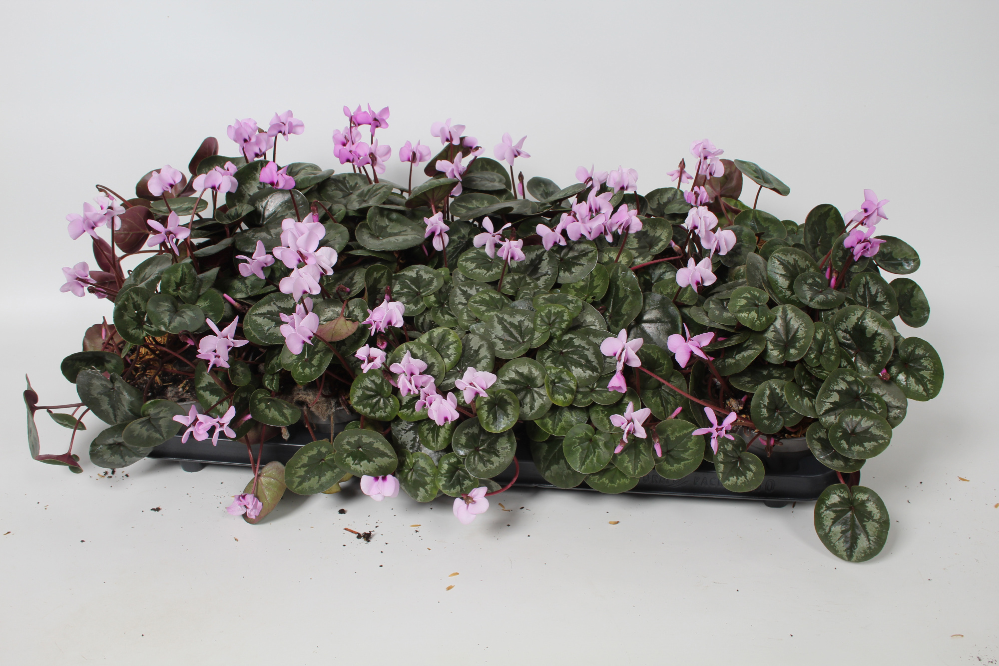 Cyclamen coum Rose donker blad, D 10,5