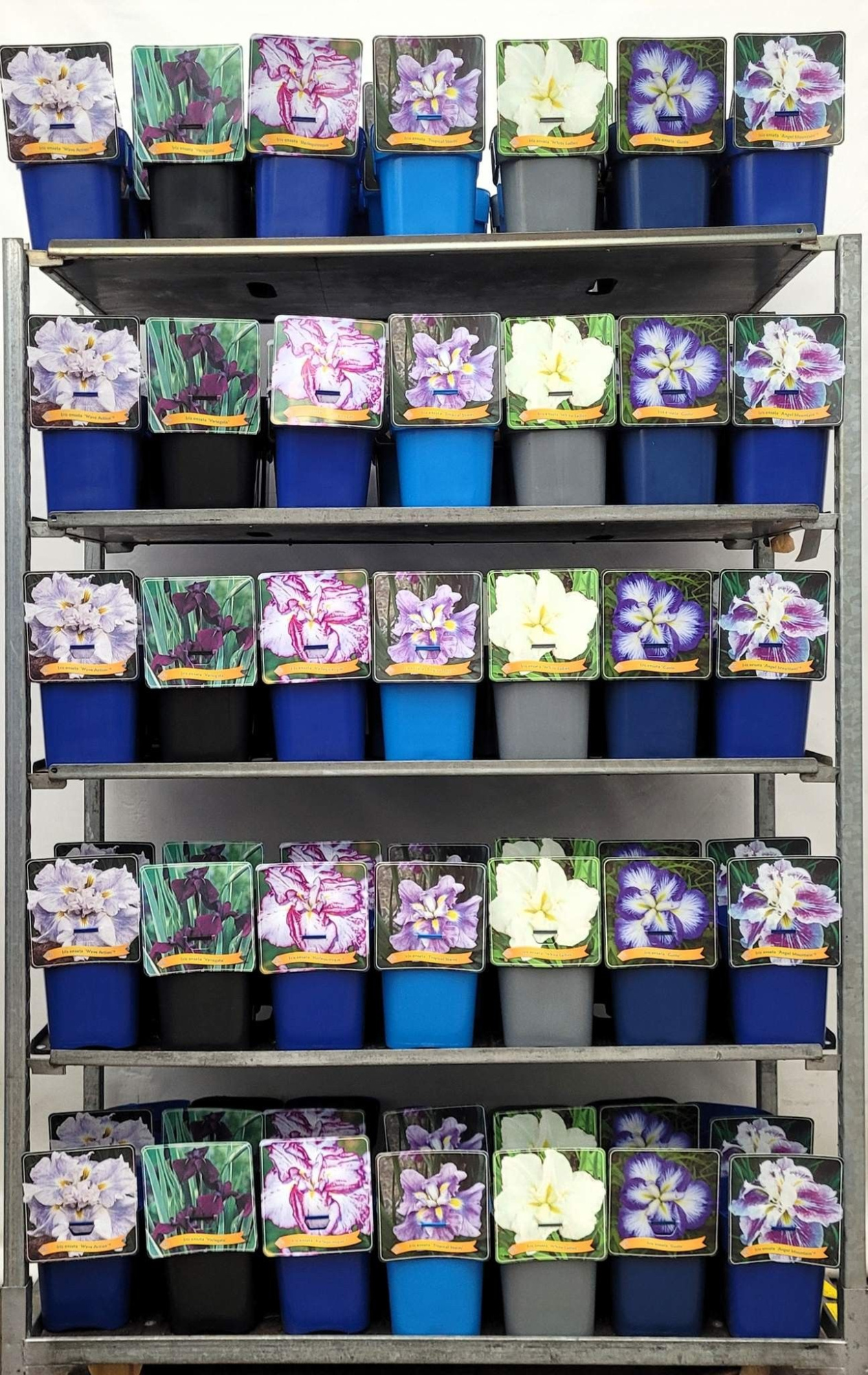 Iris ensata mix CC C5, D 21 cm