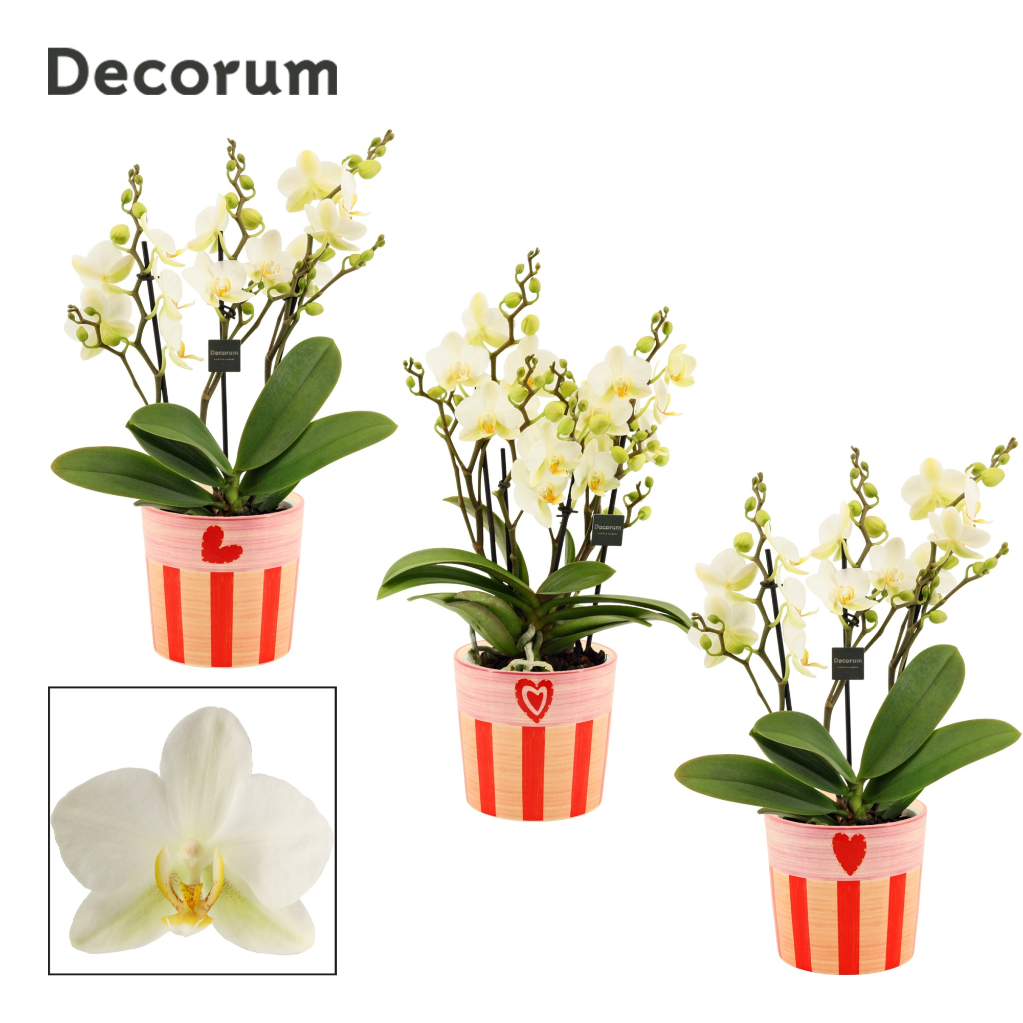 Phalaenopsis dazzling Lausanne 3-4 tak in Romée (Sympathetic moo, D 12