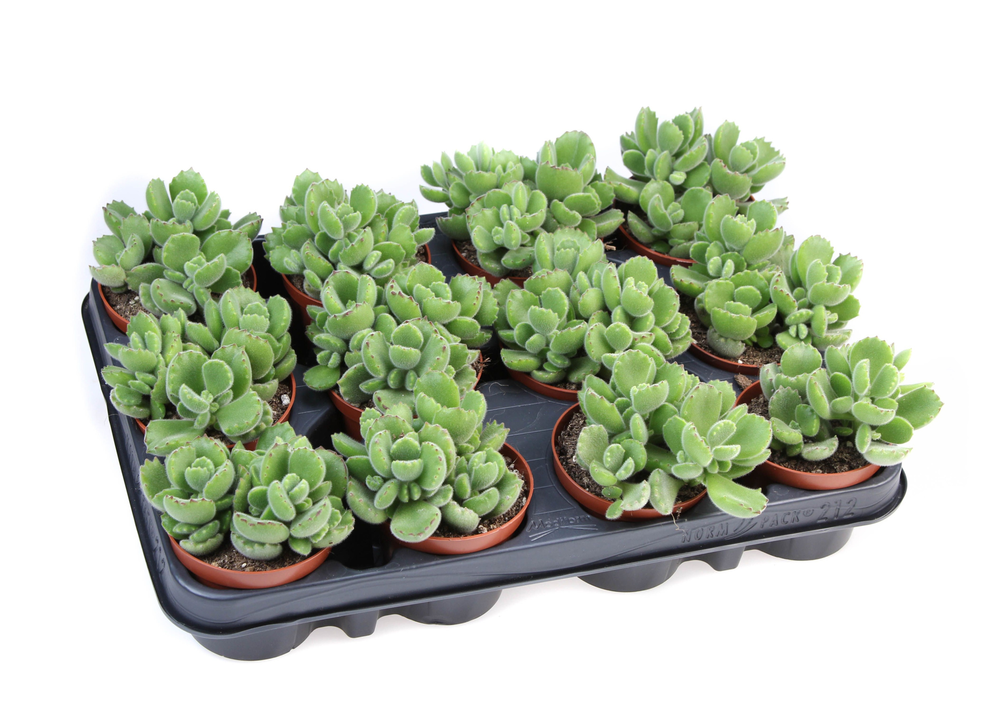 Cotyledon Ladysmithiensis, D 8,5 cm