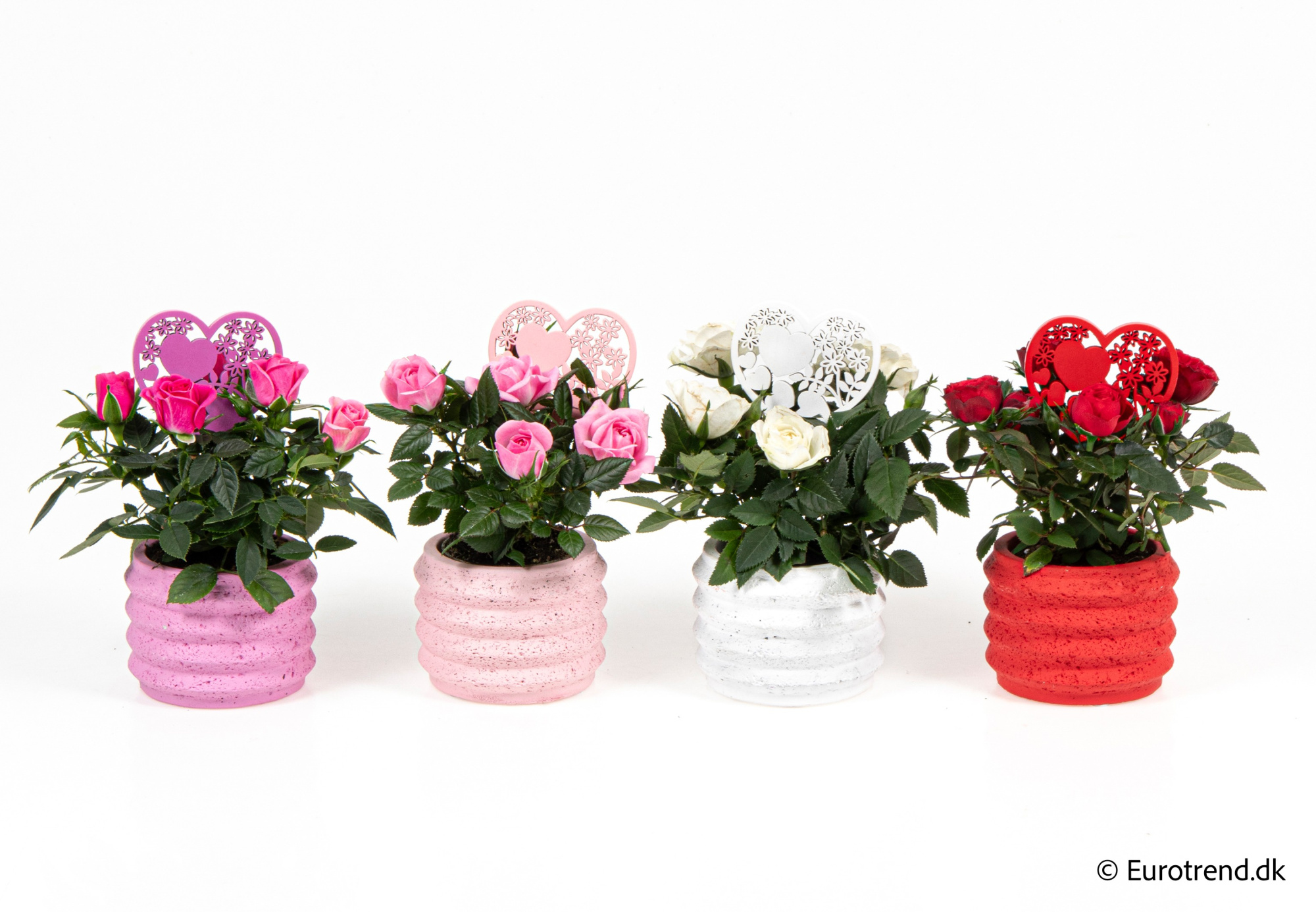 Roses in Valentine ceramic 2026, D 6