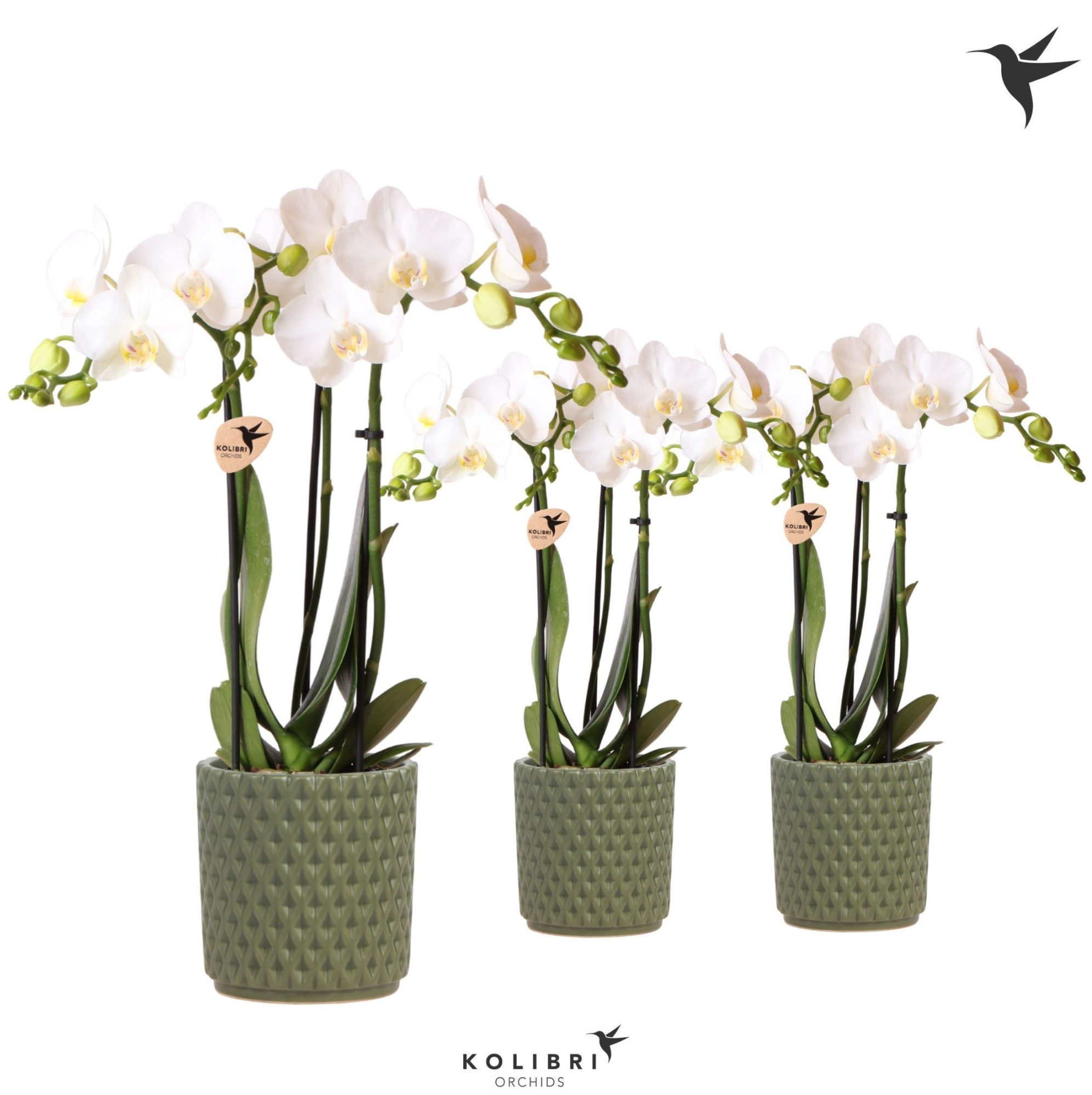 Kolibri Orchids Phalaenopsis white 3 spike in Diamond pot green, D 9 cm