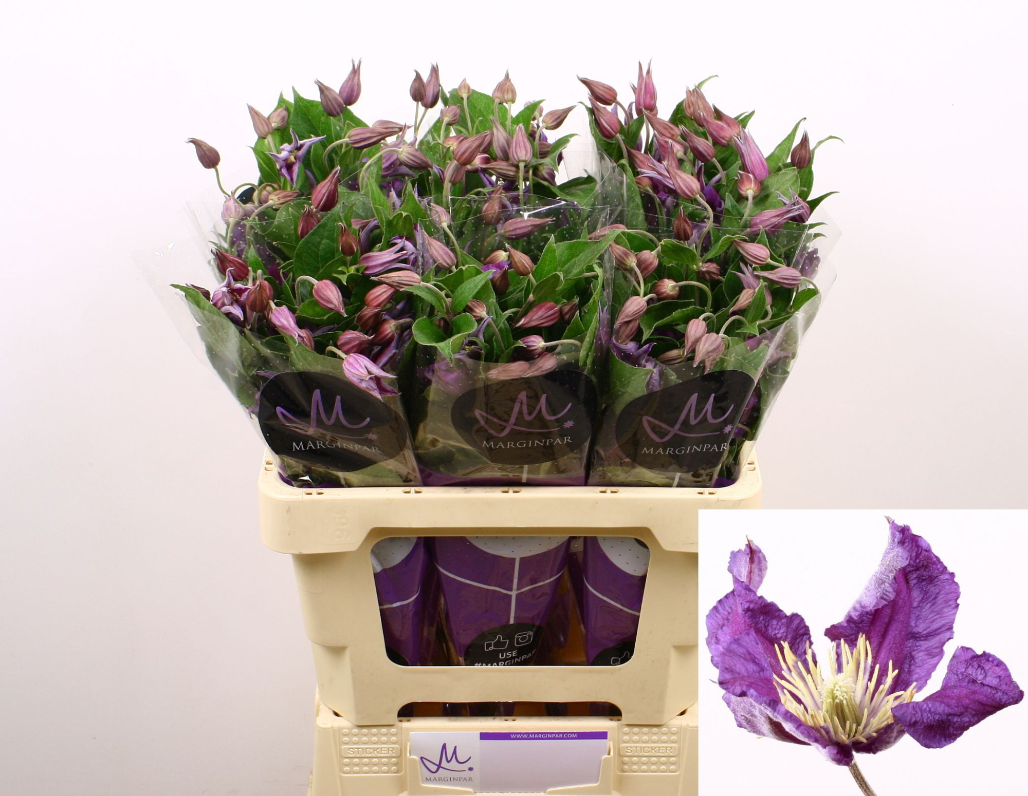 Клематис Эмейзин Сидней 60, шт.