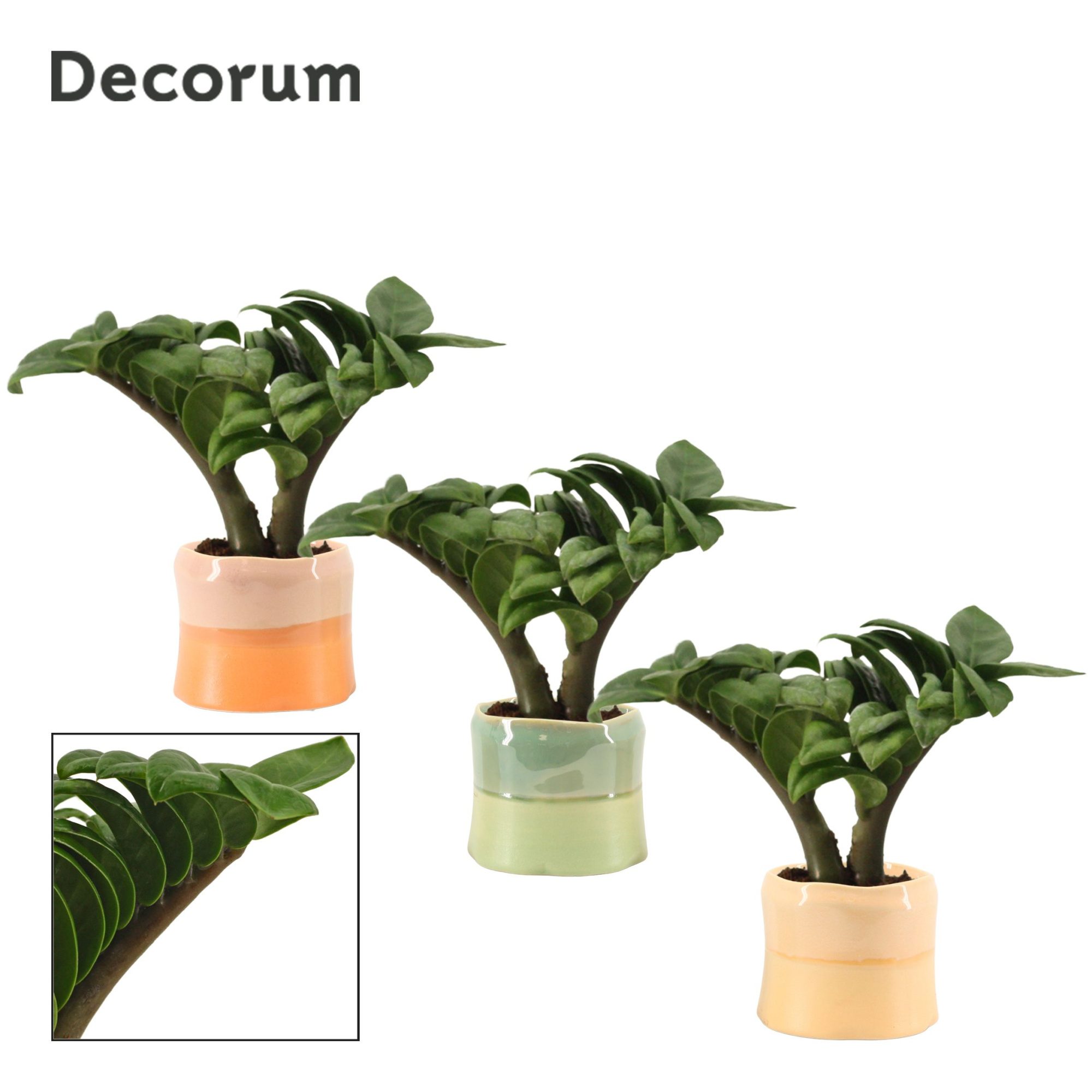 Zamioculcas Zenzi V-leaf 6 cm, 2 veren in Evita (Craft world-col, D 6 cm