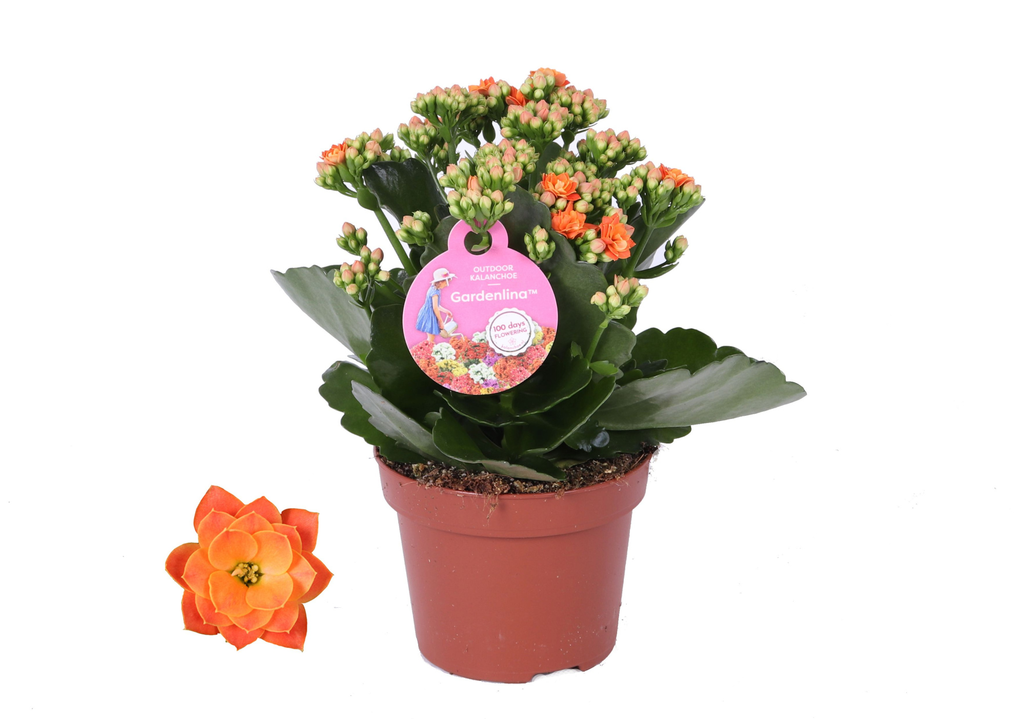 GRDN 12 ORAN - Kalanchoe Gardenlina 12cm oranje, D 12