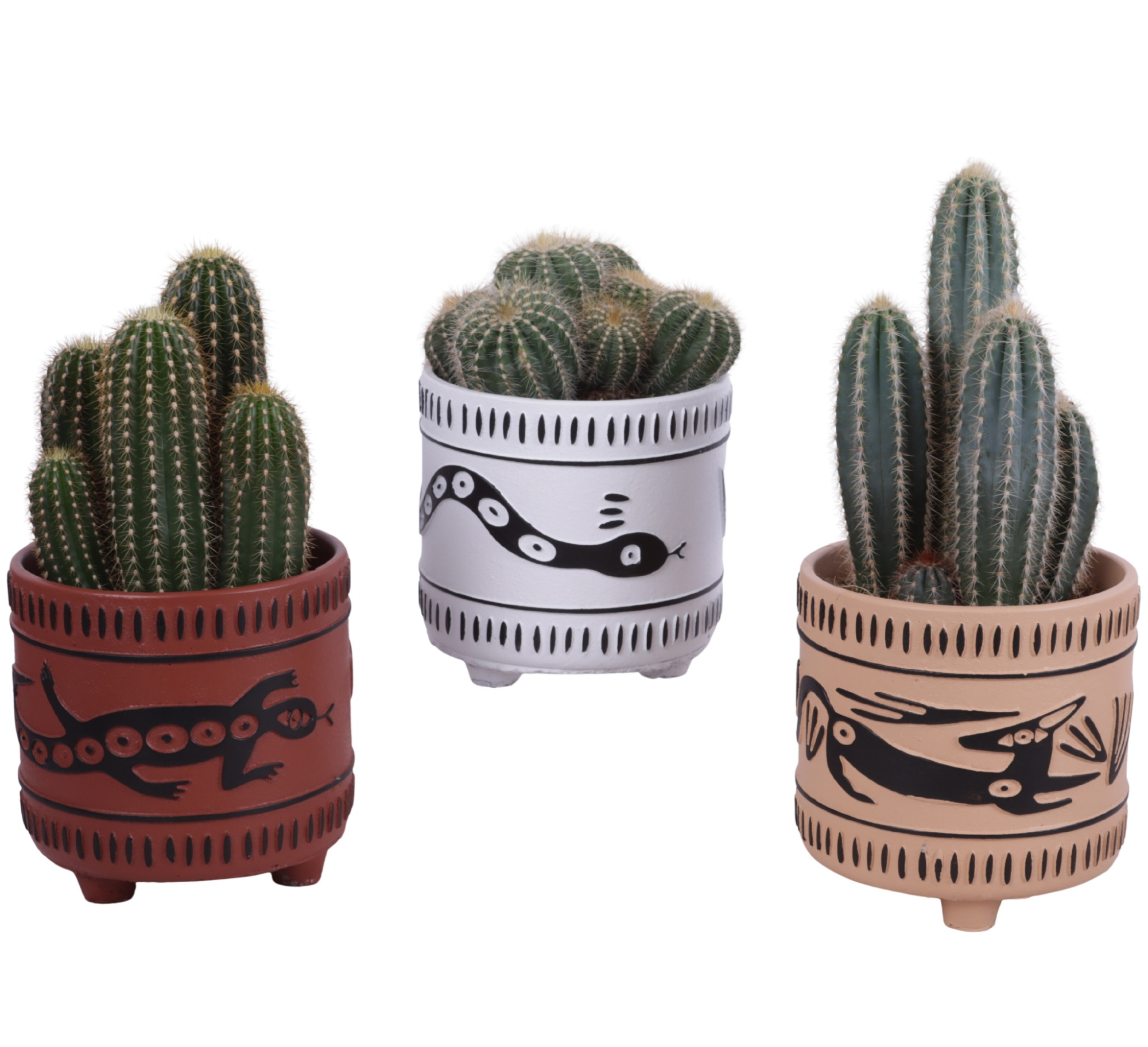 Cactus mix Ø12cm in Ø14cm Ceramic EV664, D 14