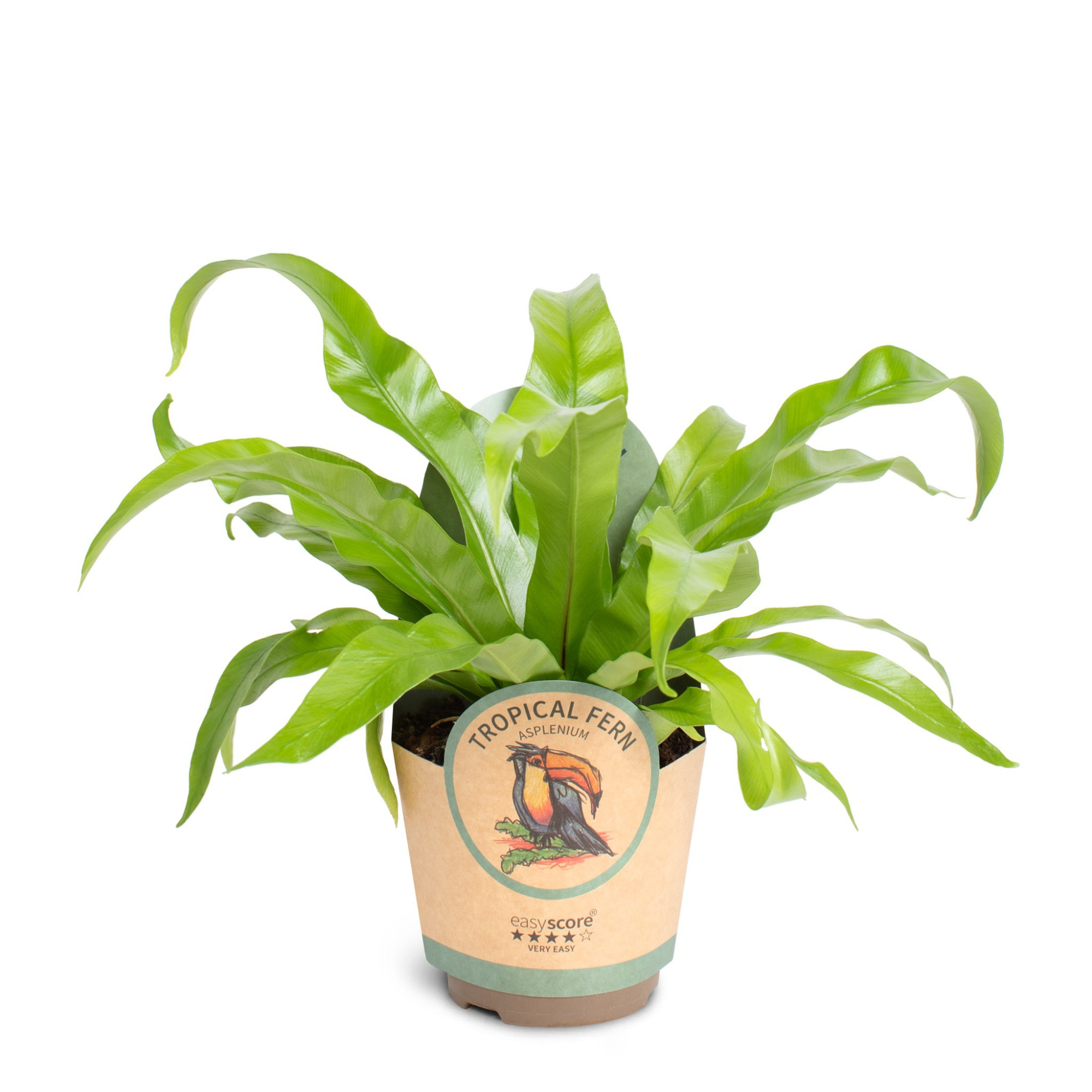 Asplenium antiquum, D 11