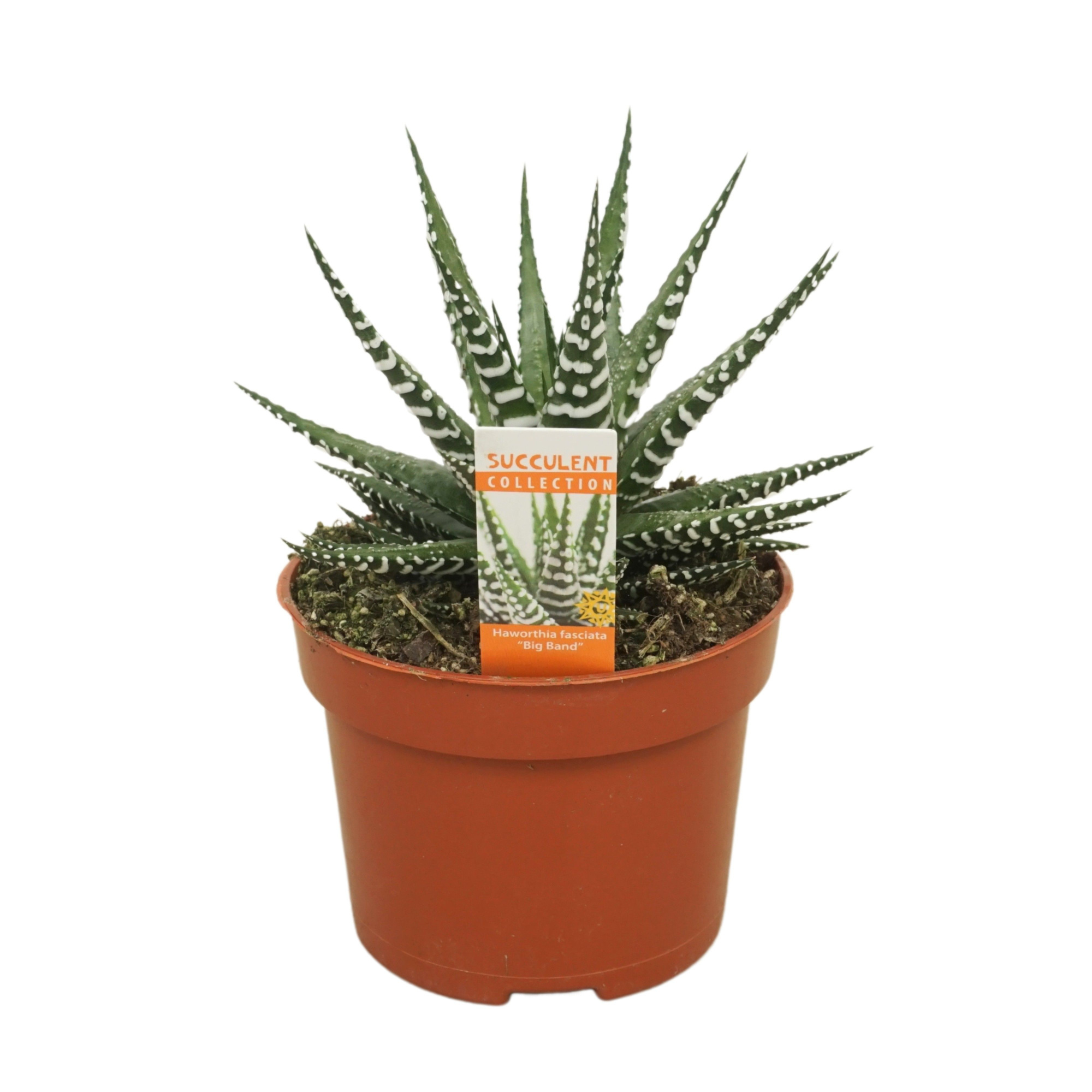 Haworthia fasciata 'big band' 10,5 cm met etiket, D 10,5 cm