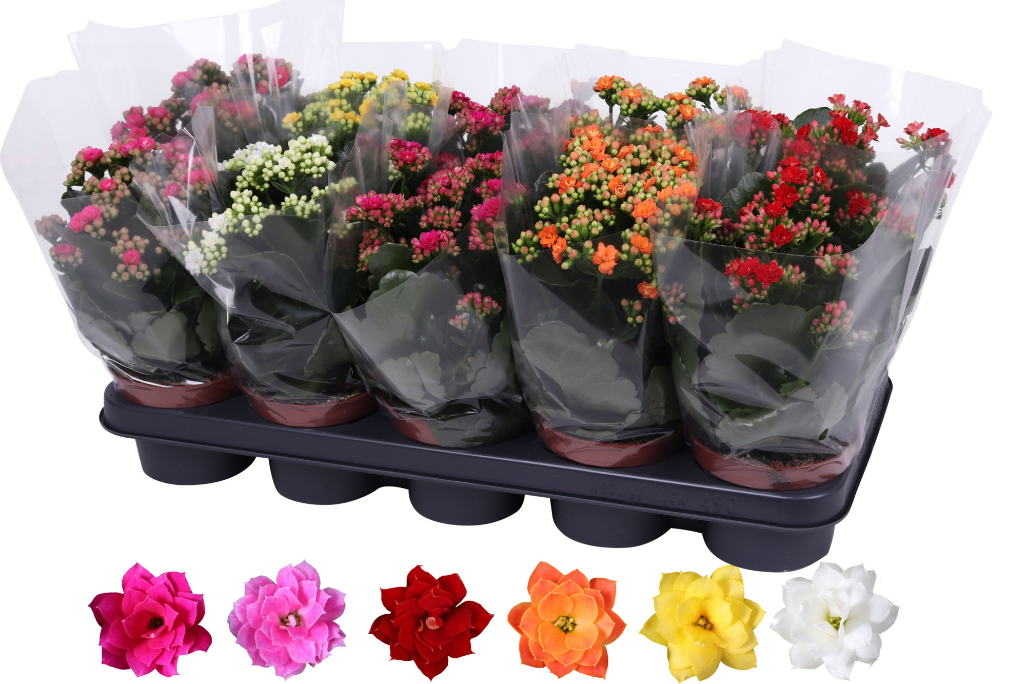 Kalanchoe Rosalina 12cm mix, blanco hoes, D 12 cm