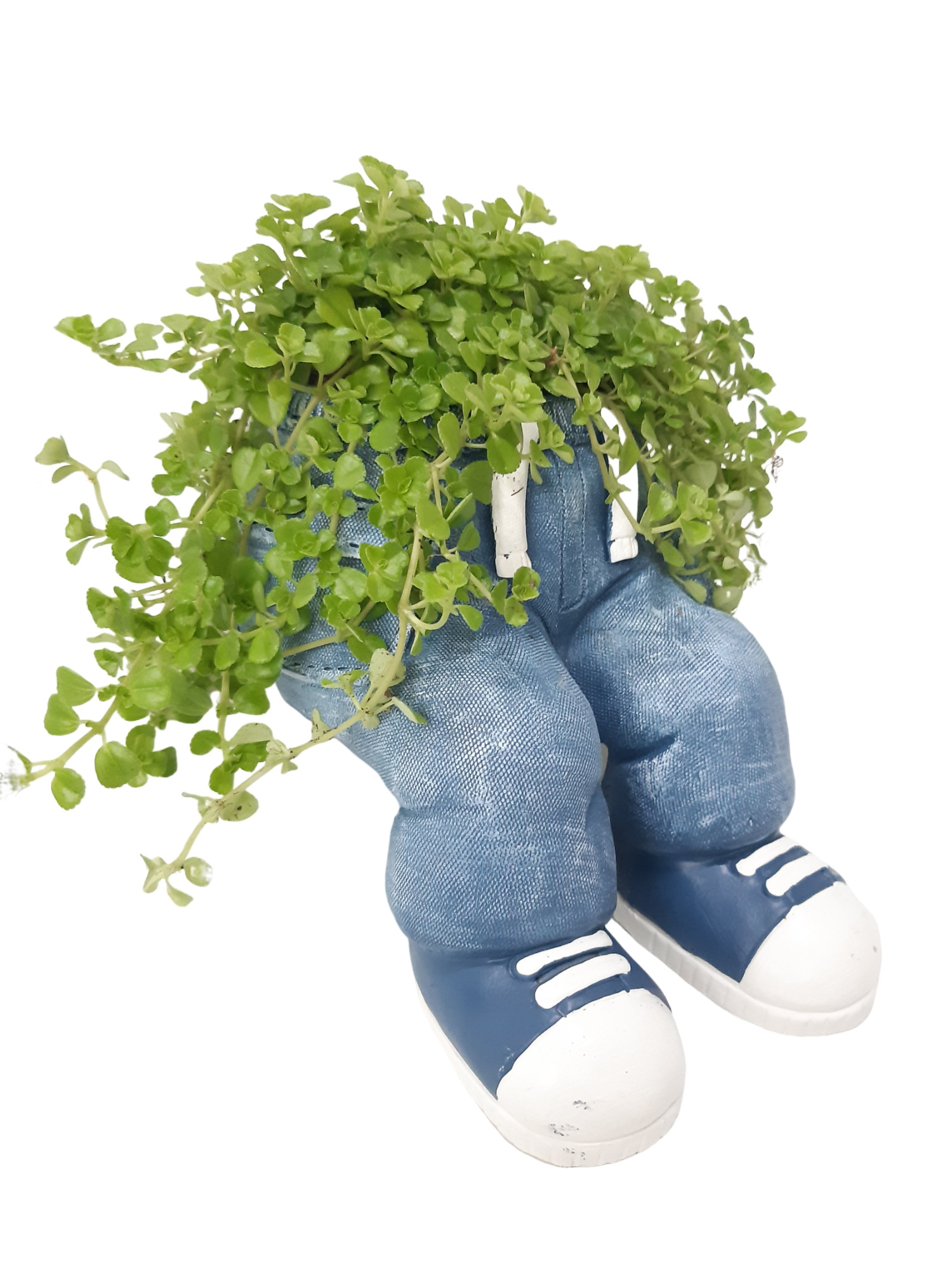 NEW 2026 JB20SIT Jeans Stting 20cm Blue Pilea Depressa, D 20