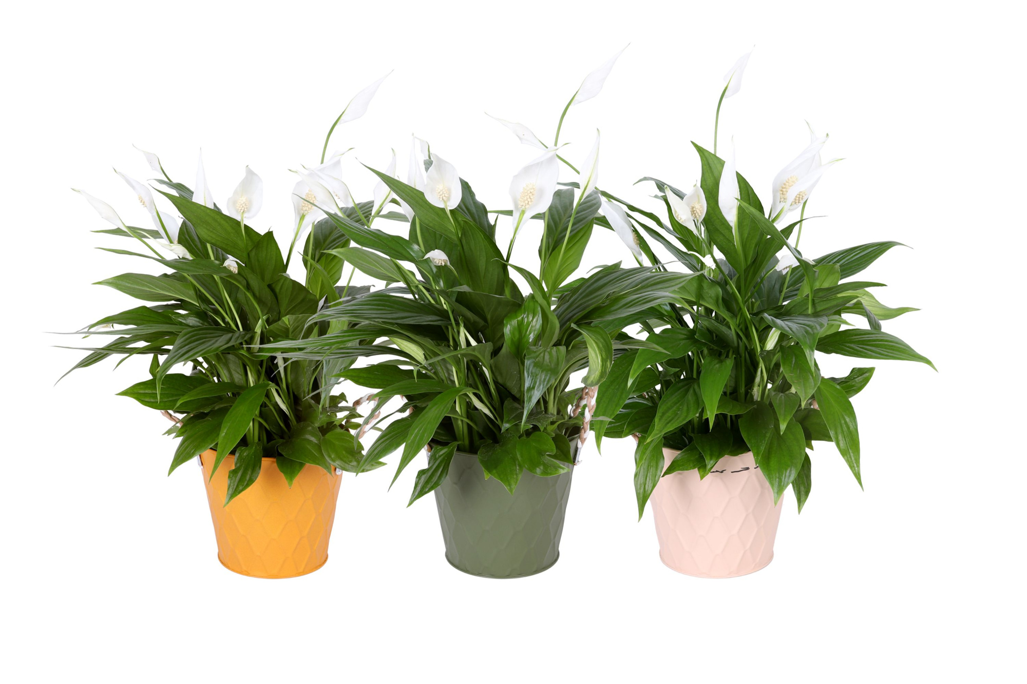 KP-876.2 - Spathiphyllum Pearl 15cm in luxe zink 3 kleuren, D 15 cm