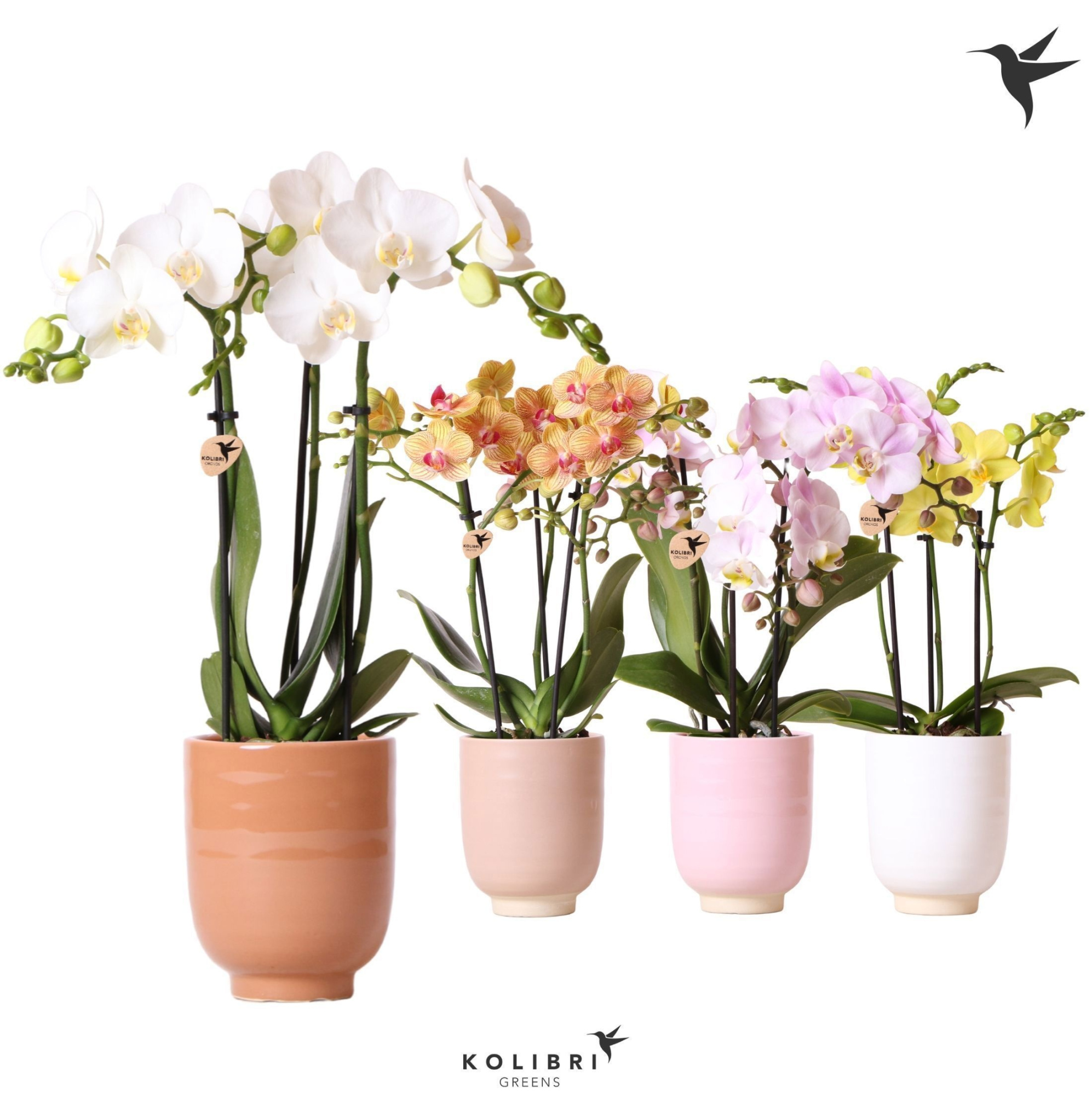 Kolibri Orchids Phalaenopsis mix 3 spike in Glazed pot mix, D 9
