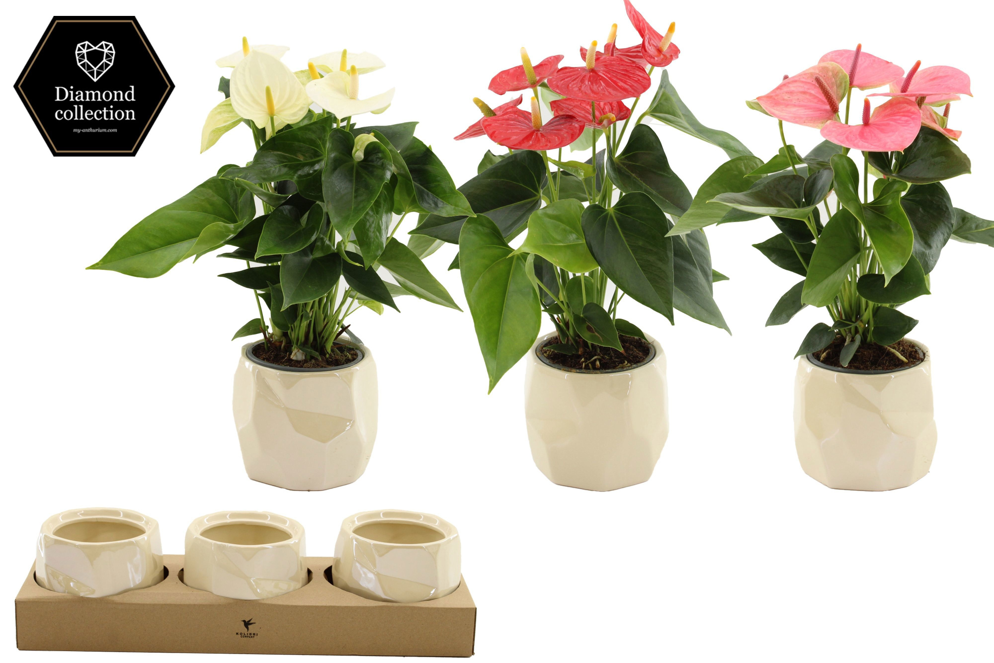 Anthurium 12 cm 3 color mix in Diamond Pearl 2 ceramics, D 12