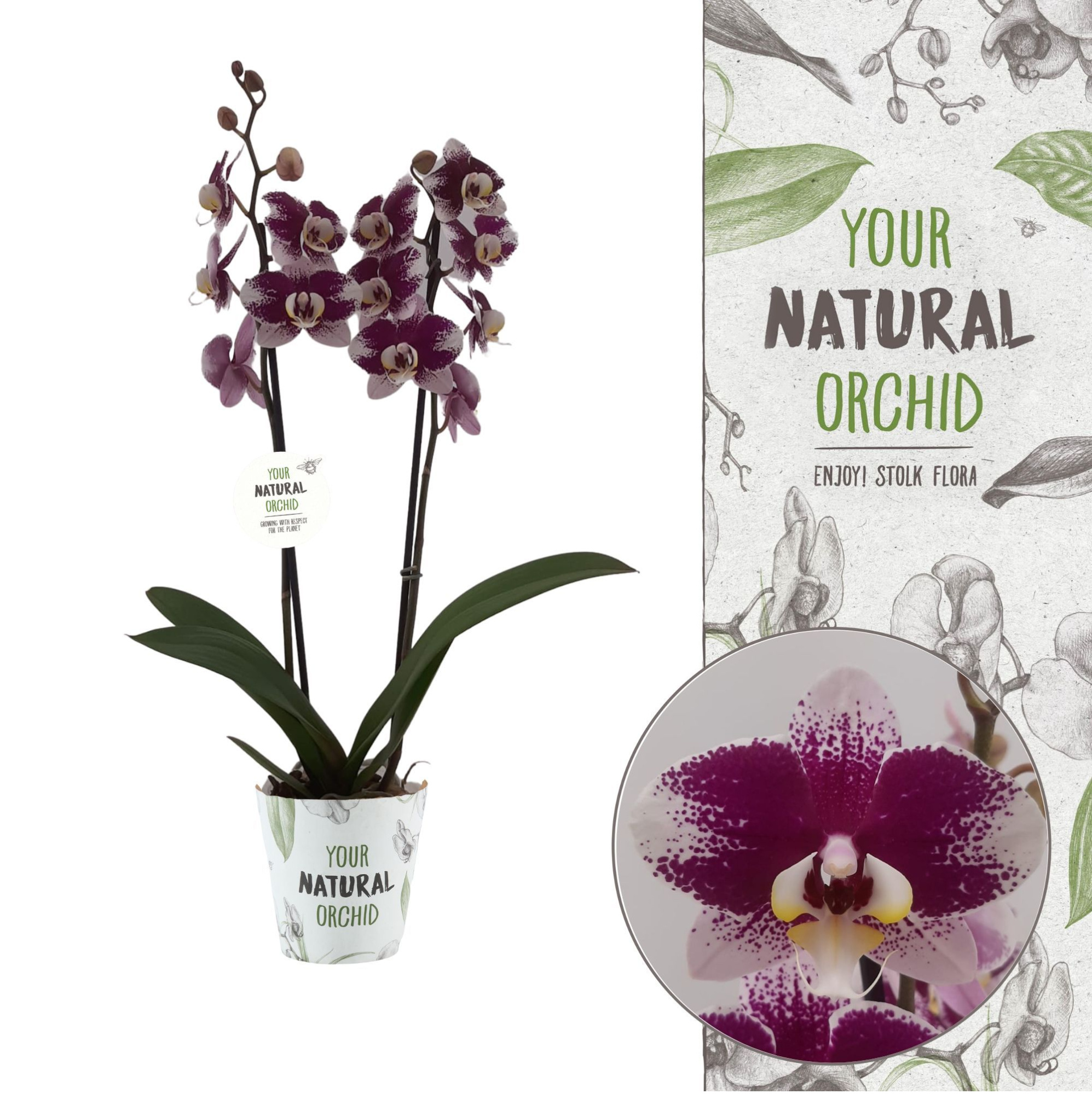 Your Natural Orchid | Barcelona | Phalaenopsis 2 spike, D 12 cm