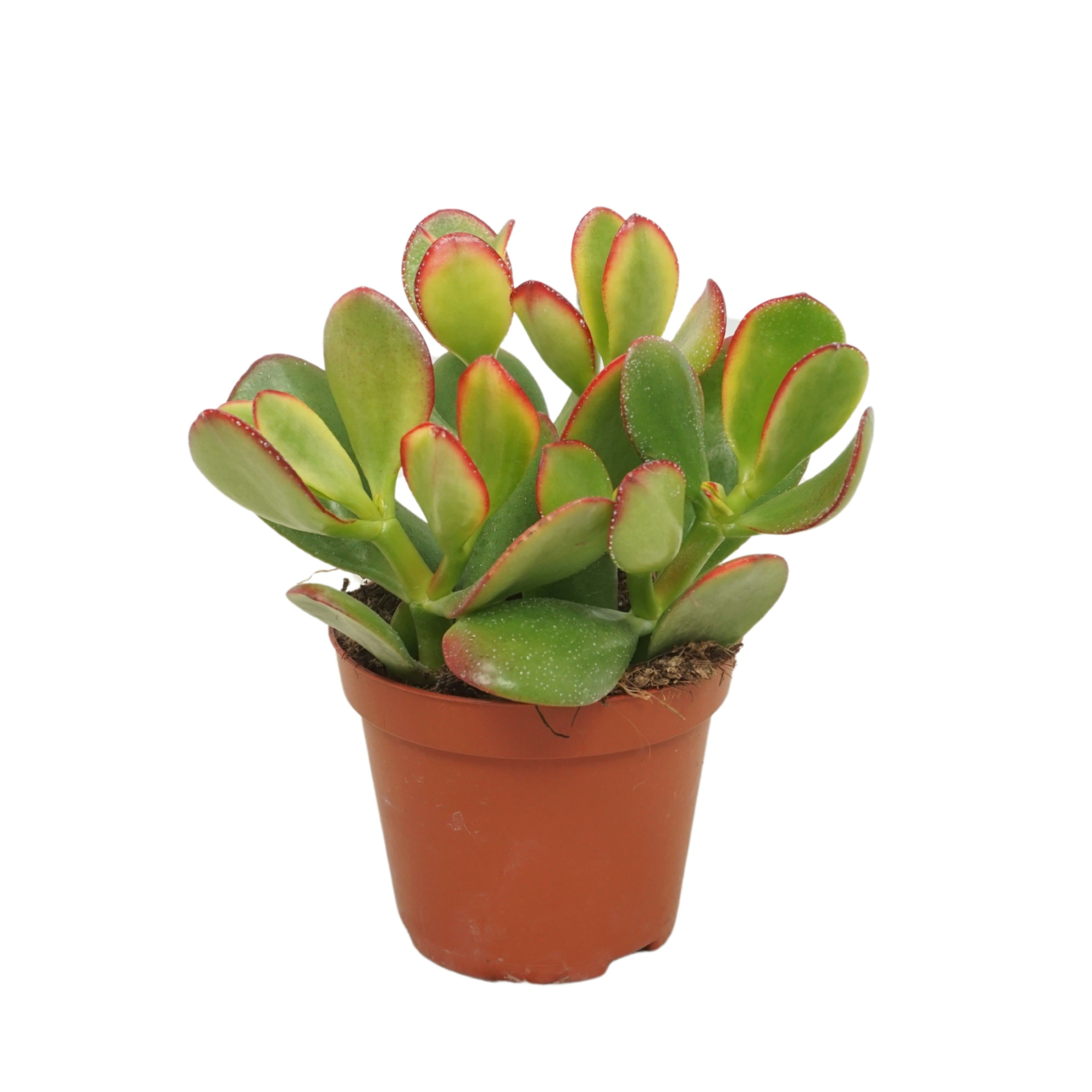 Crassula sunset 8,5 cm, D 8,5 cm