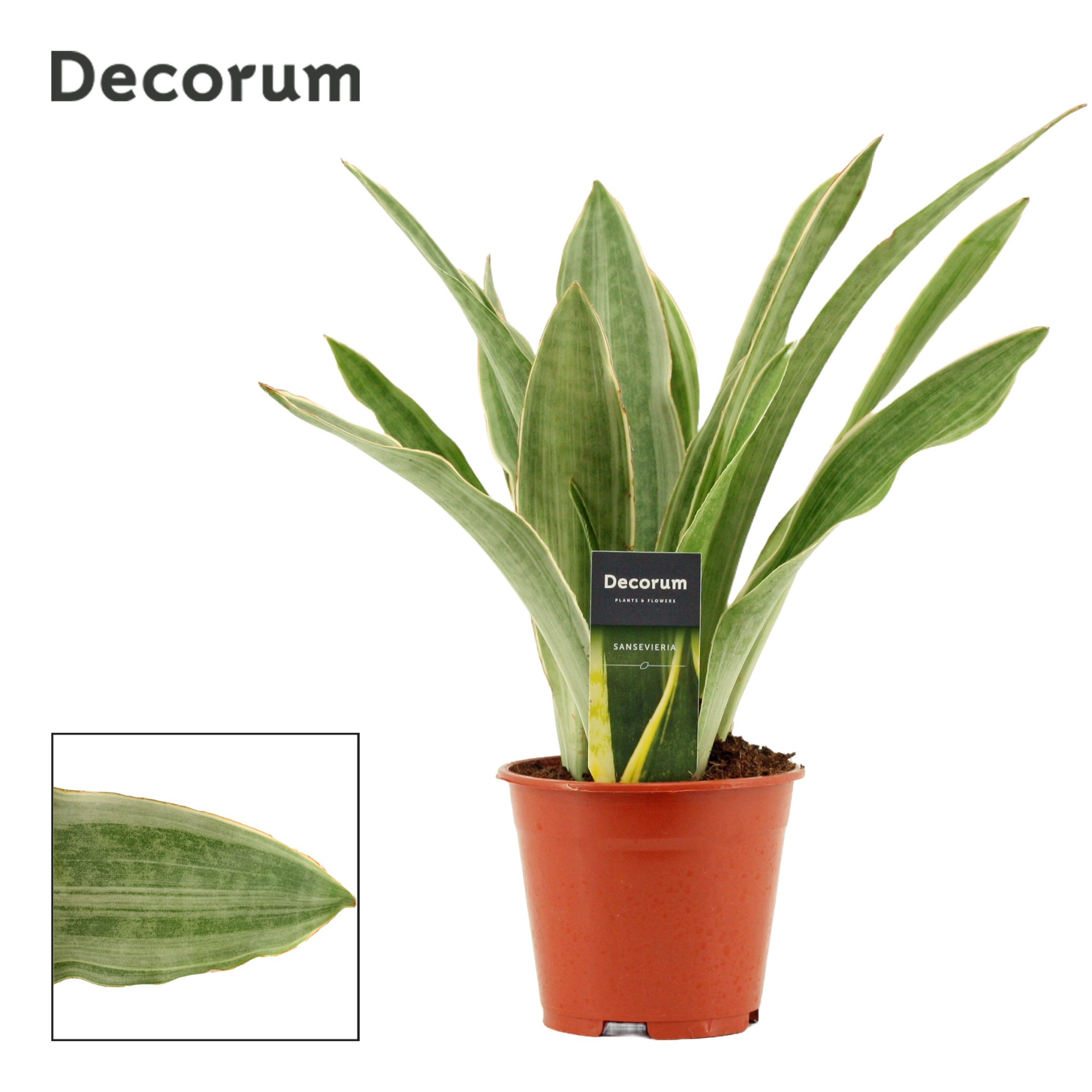 Sansevieria Aubrytiana 14 cm Sayuri (Decorum), D 14