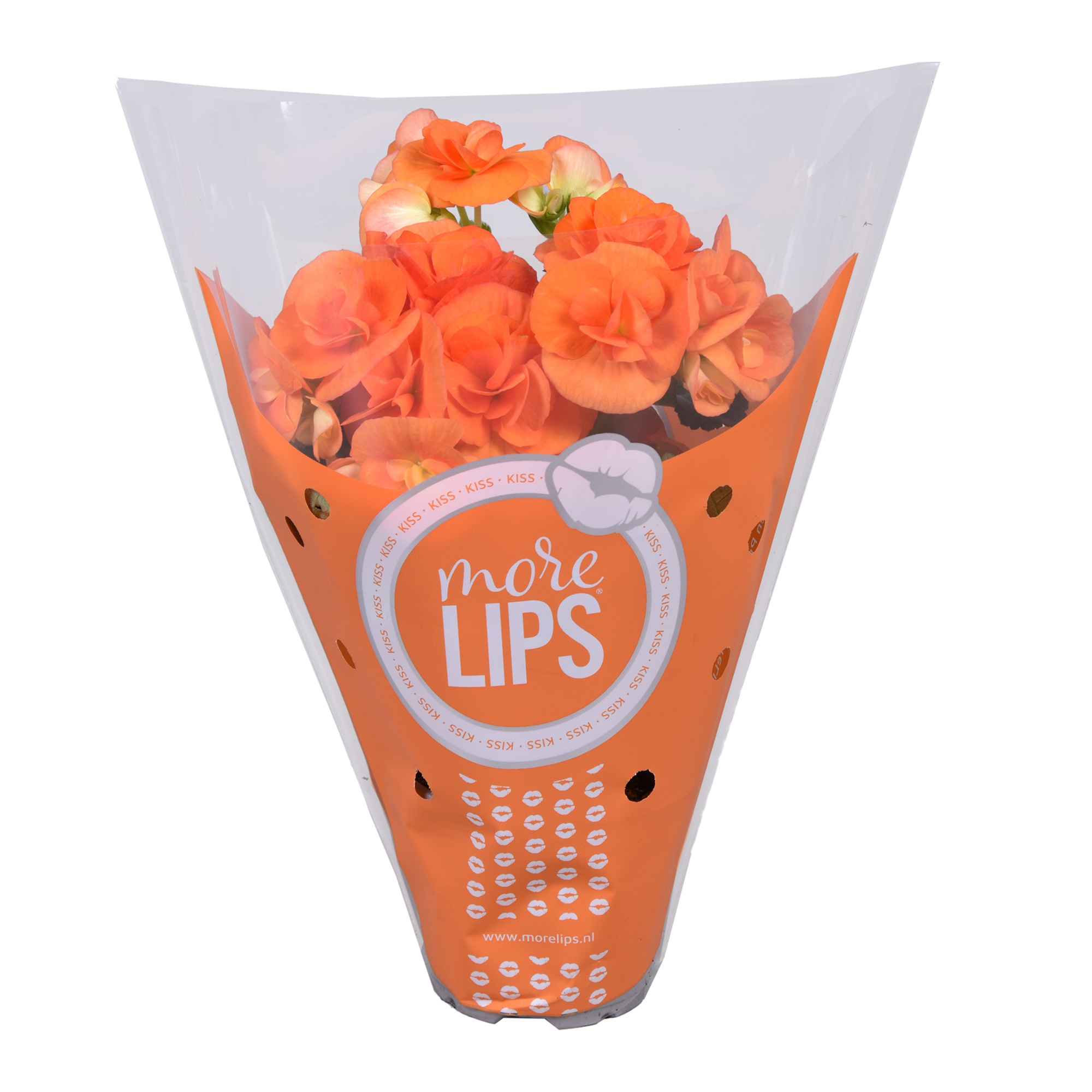 MoreLIPS begonia Oranje, D 9
