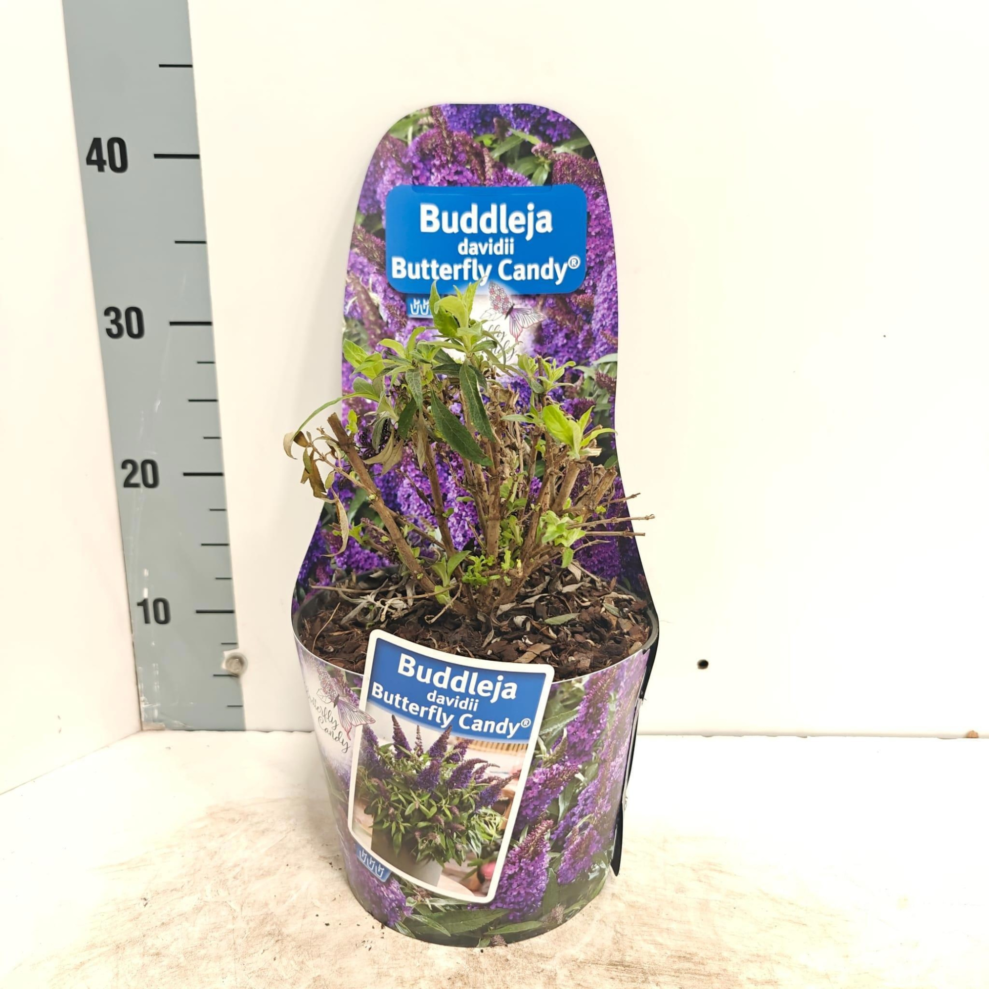 Buddleja d. Butt. Candy® paars (in potcover), D 19