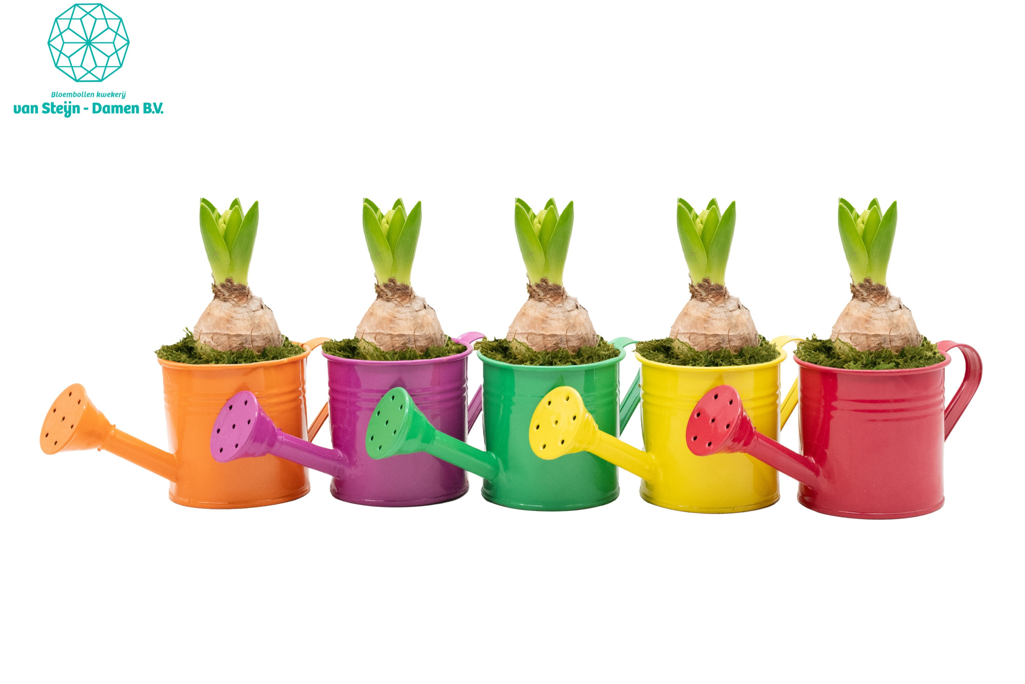 Hyacinthus 'Multicoloured Watering Can' (Without Moss), D 12