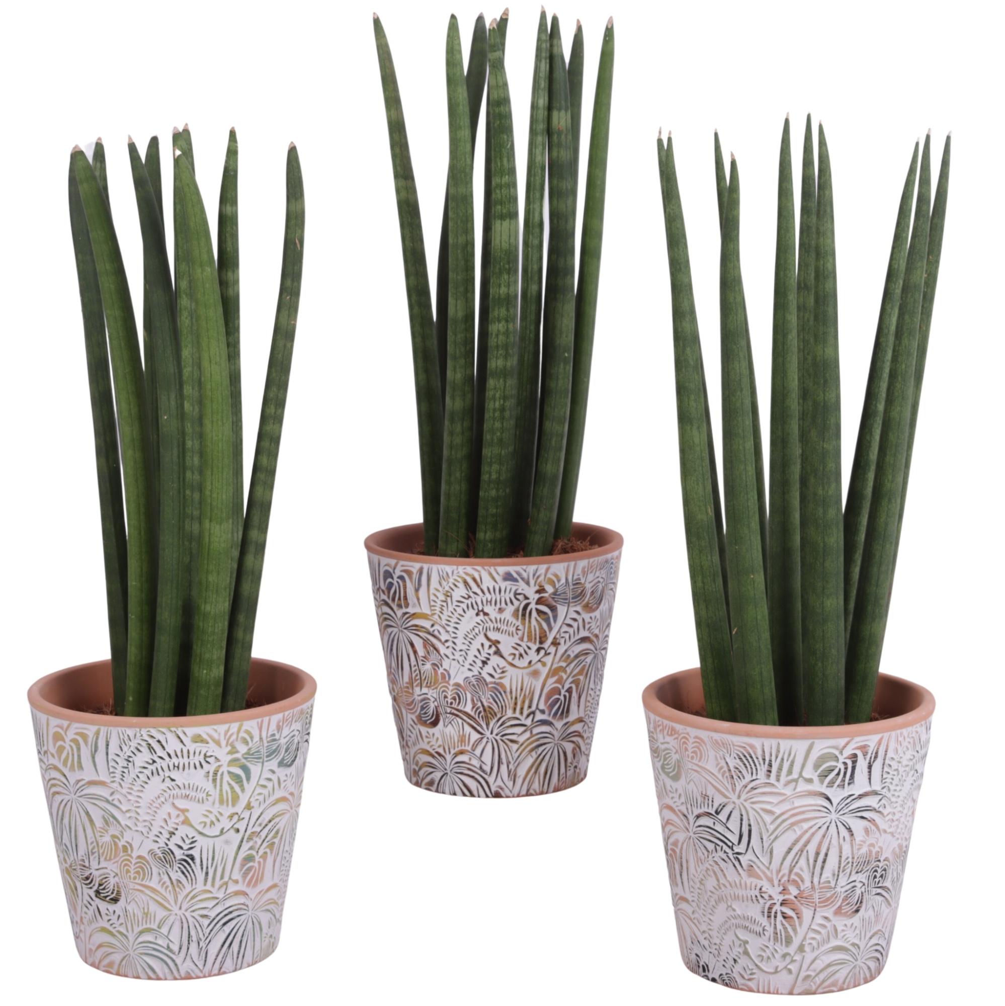 Sansevieria Cylindrica Straight 10 Leaf Ø14cm Ceramic Pot Jungle, D 14