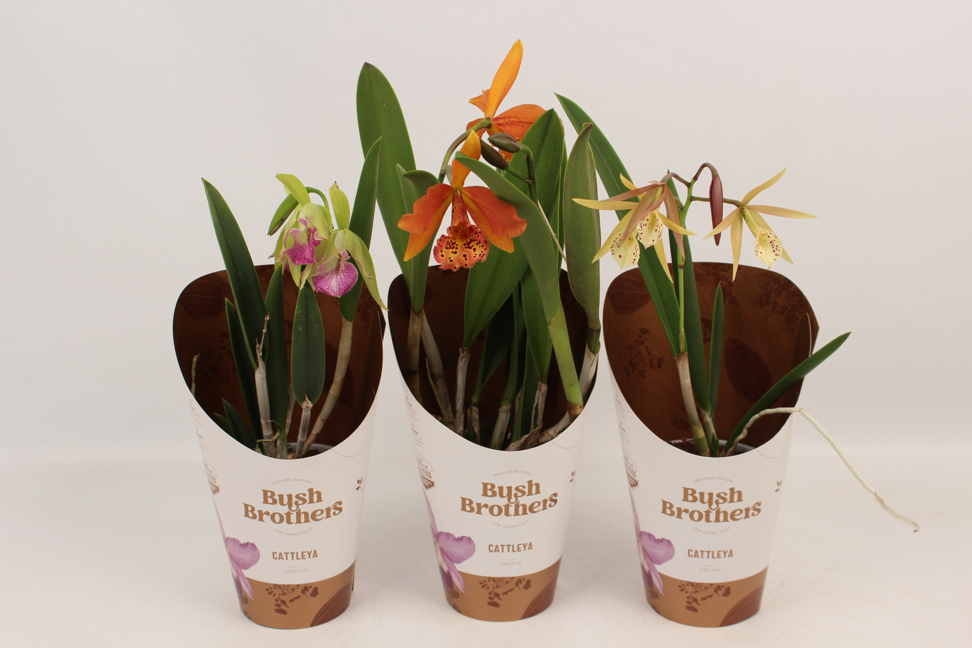 Brassavola mix 2 knop, D 12 cm