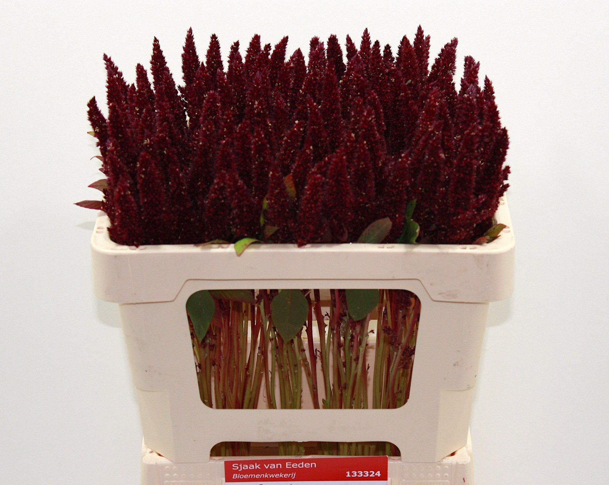 Амарантус Пигми Торч 50, шт.