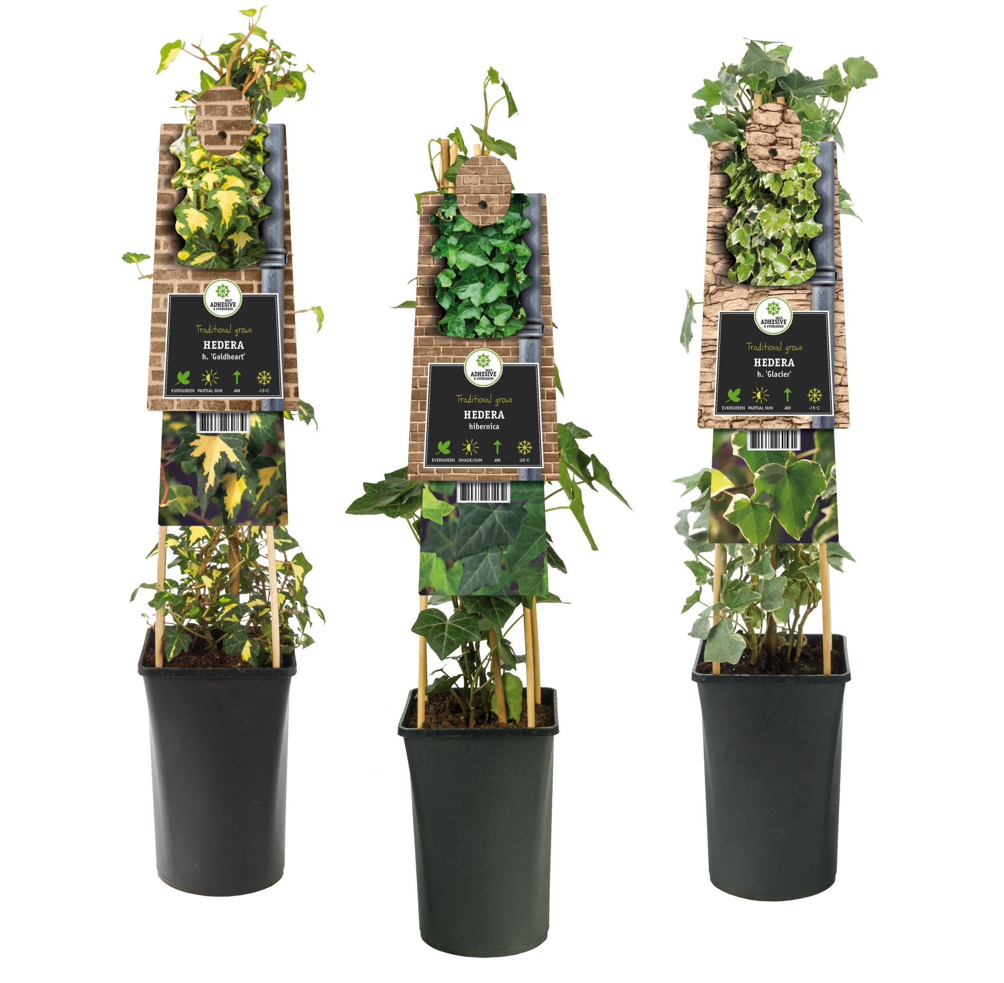 Mix CC Hedera +3.0 label, D 17 cm