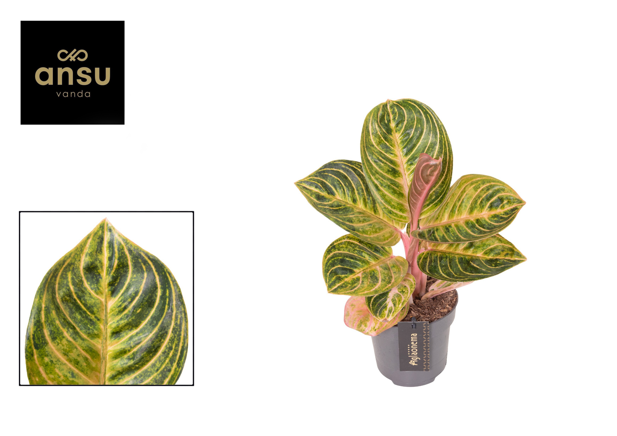 Aglaonema Tourmaline Gold, D 12