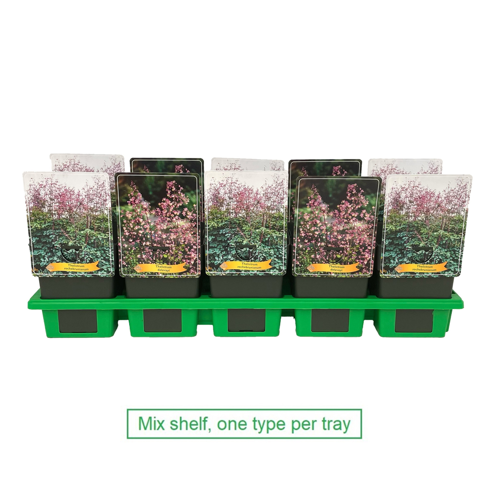 Thalictrum mix laag P11, D 11 cm