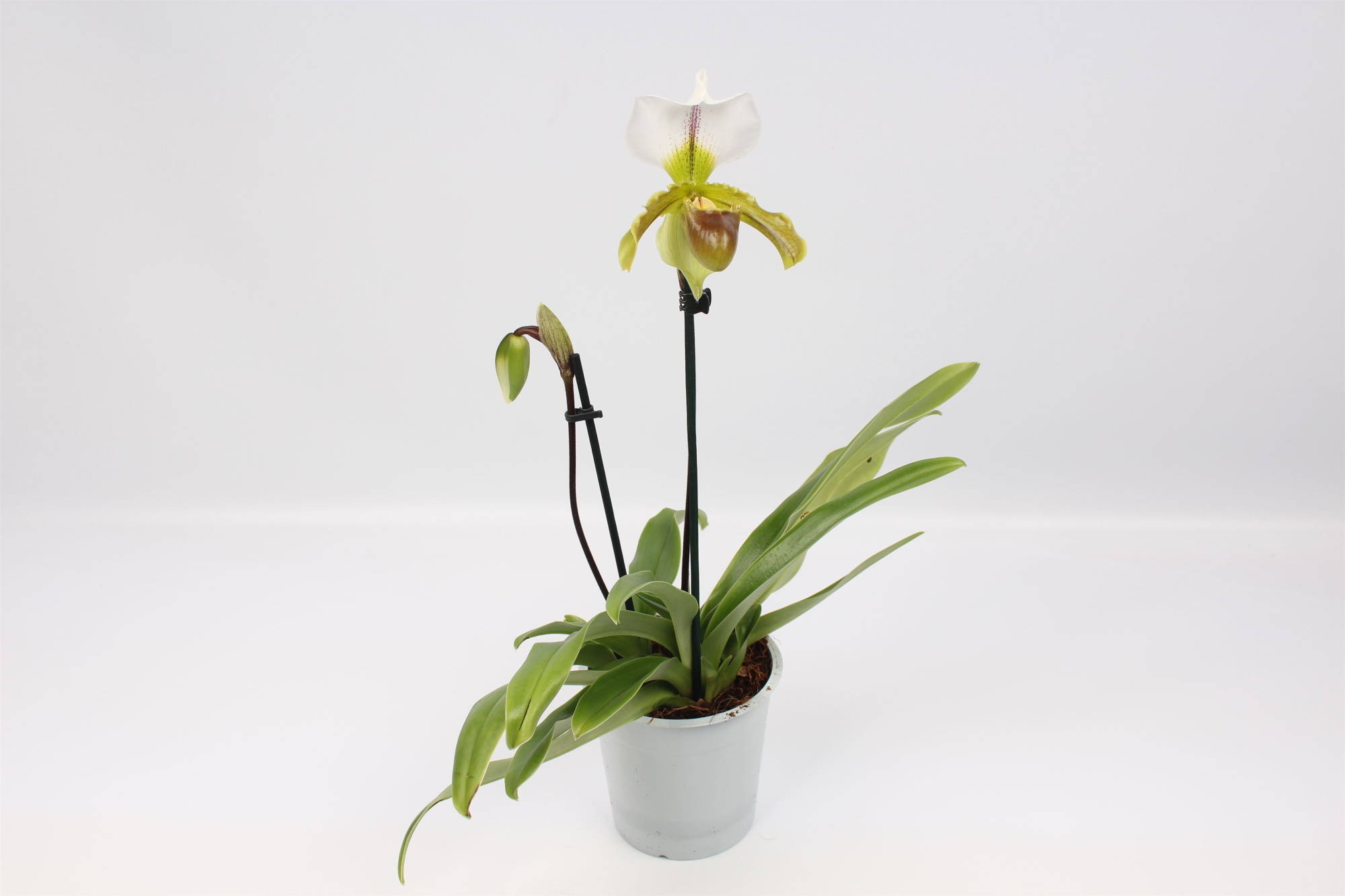 Paphiopedilum Leeanum 2 tak 12 cm, D 12