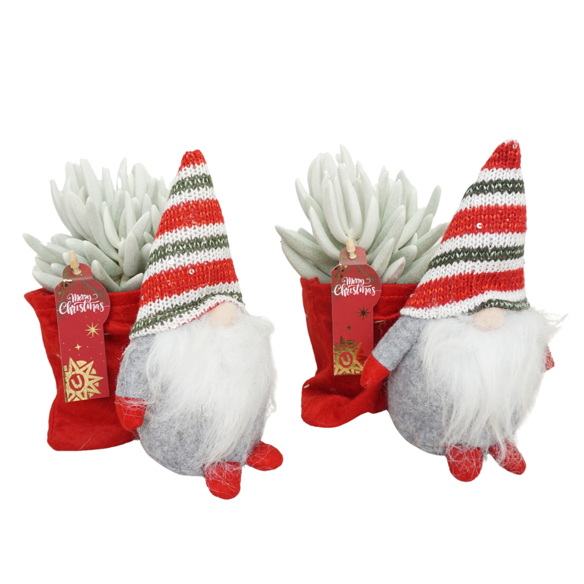 Kerstgnoom met 'natural' Senecio mont blanc, D 10,5 cm