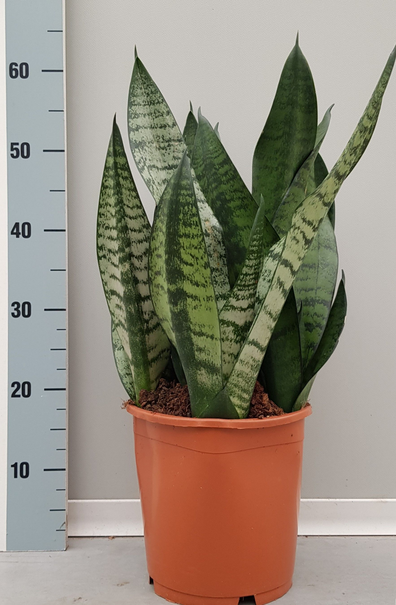 Sansevieria Hahnii 21cm, D 21 cm