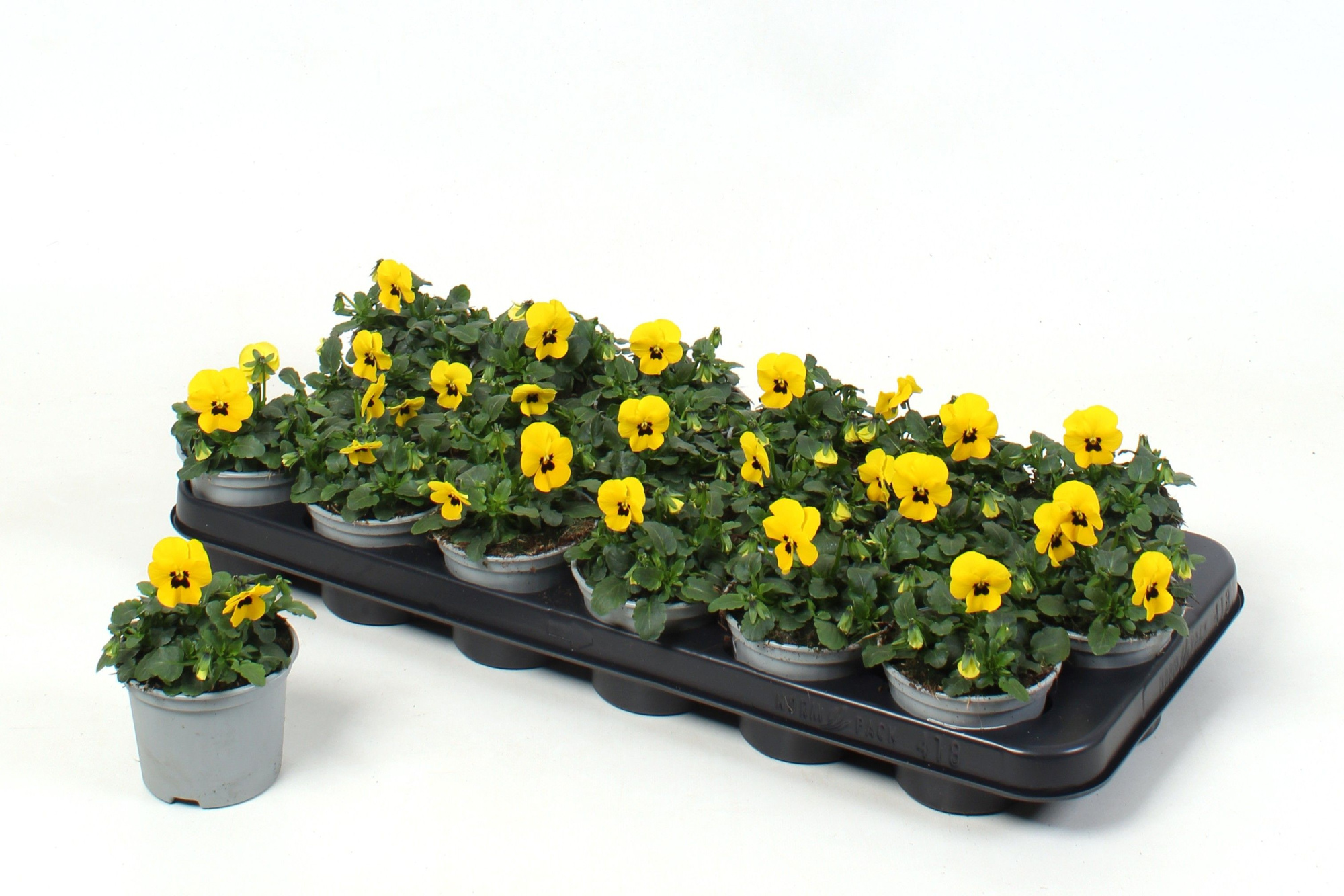 Viola Cornuta Yellow Blotch (viool), D 9