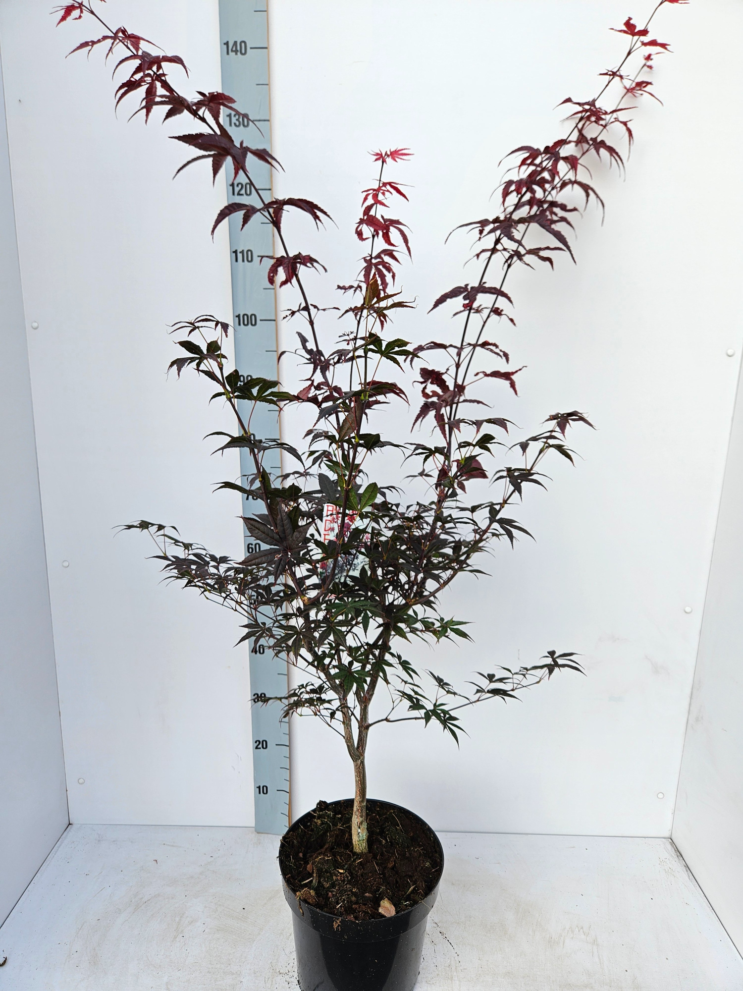 Acer palmatum 'Red Emperor', D 26 cm