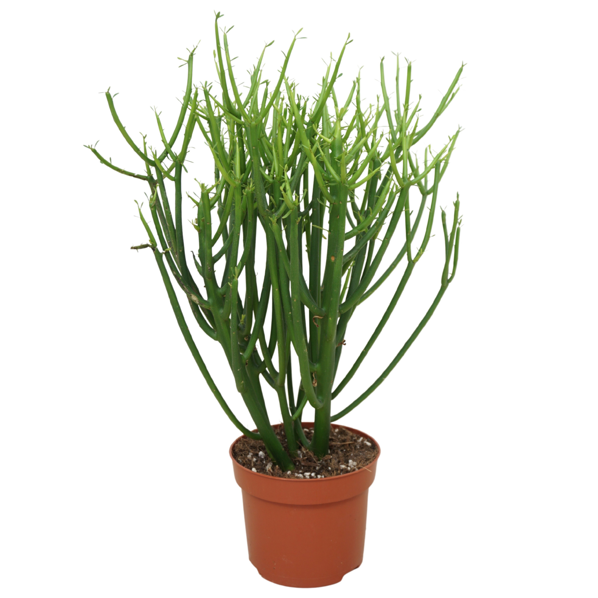 Euphorbia tirucalli 12 cm, D 12 cm