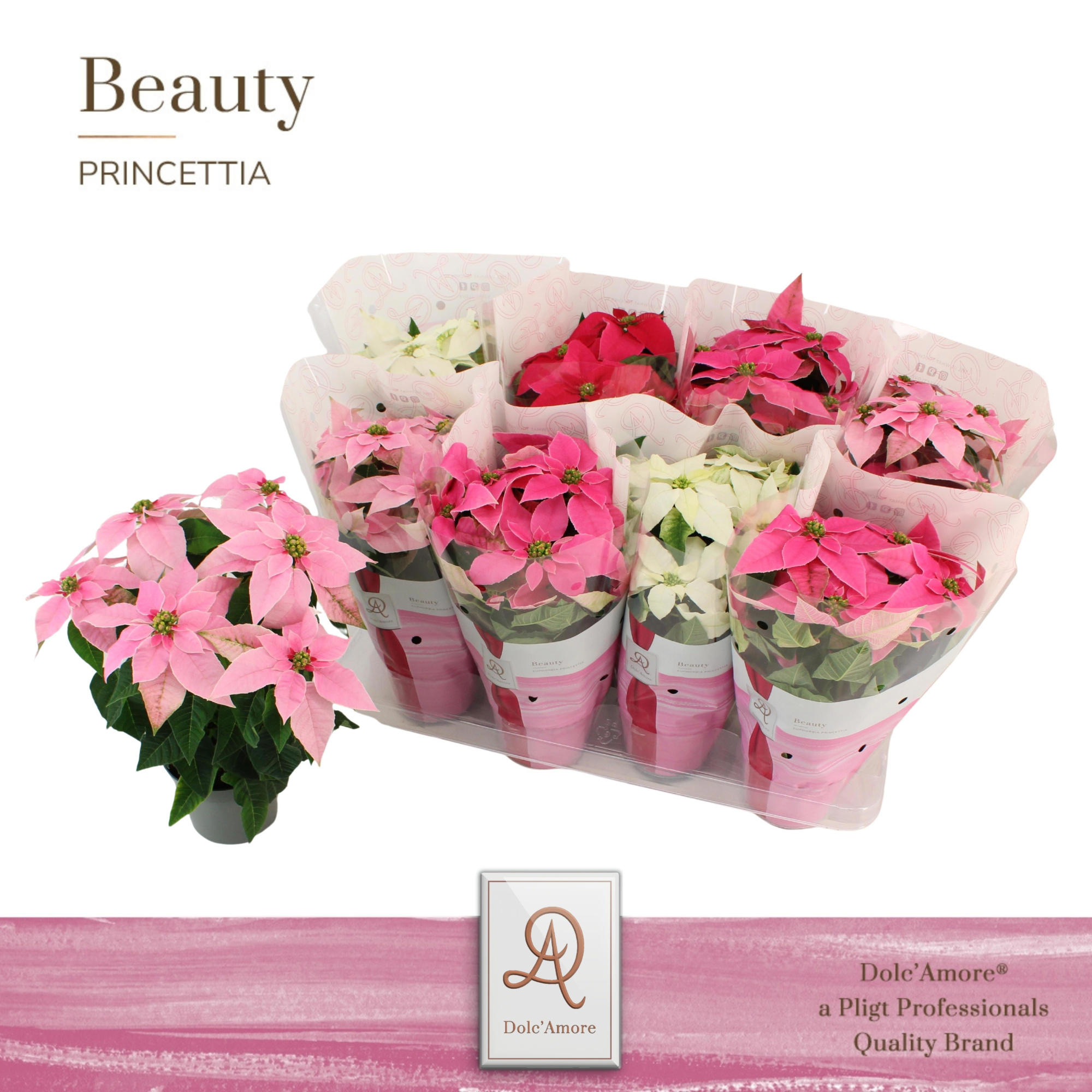 Princettia Mix P12 Dolc'Amore®, D 12 cm