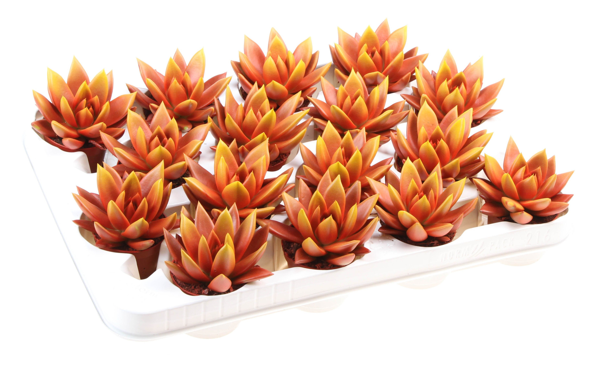 Rainbow bicolor red + yellow point, D 6 cm