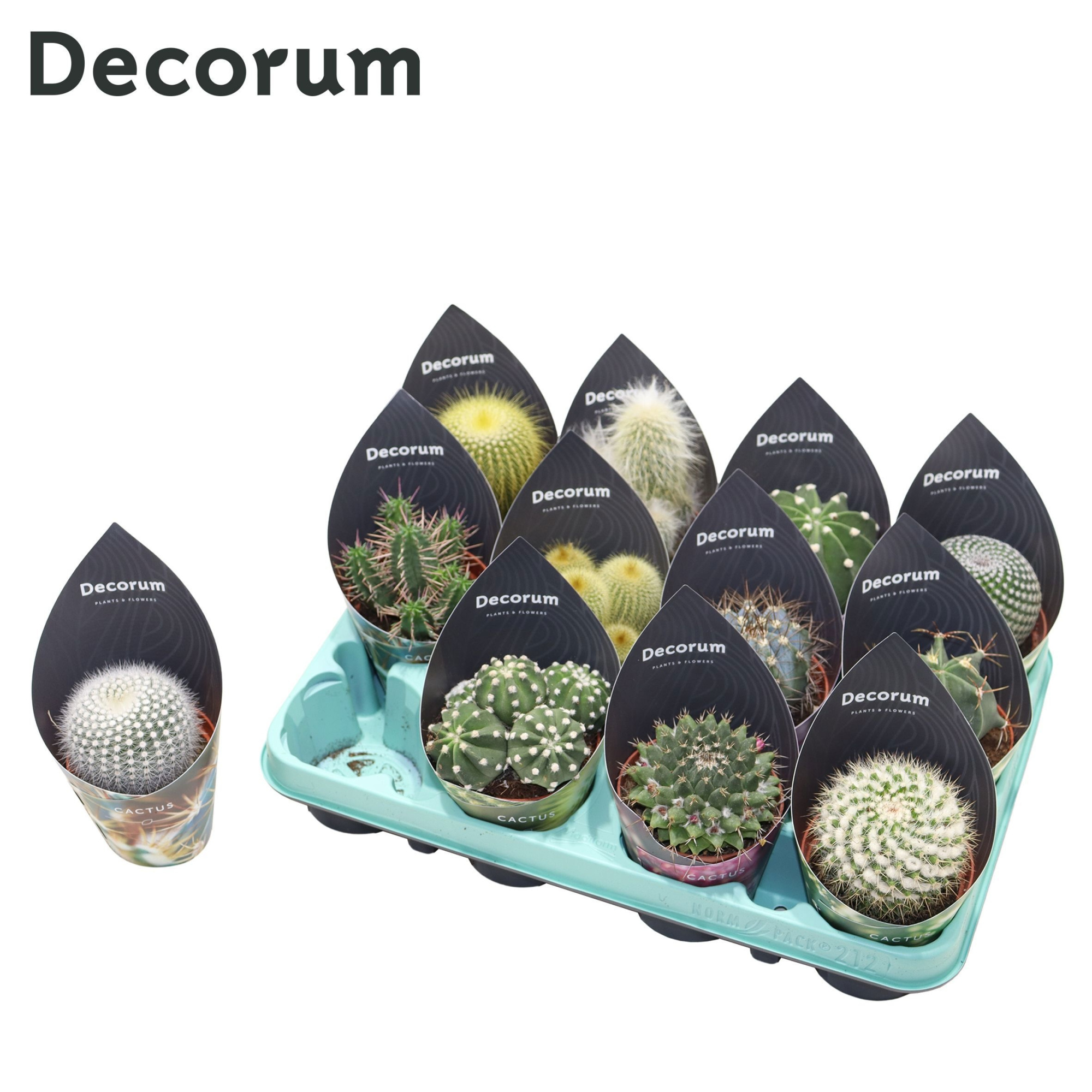 Cactus Mix (12spc.) (decorum), D 8,5