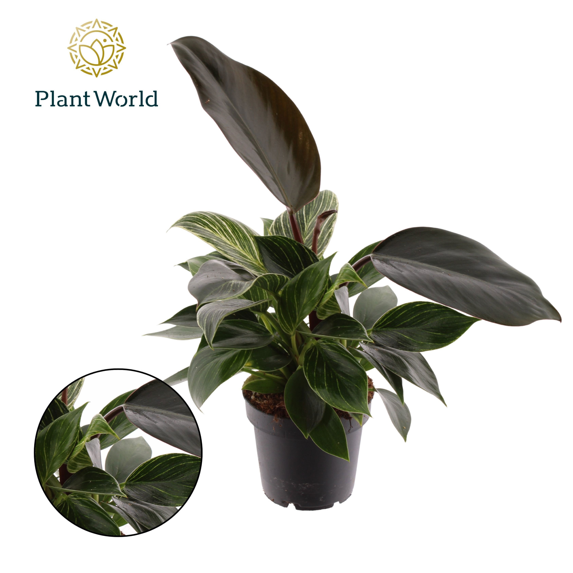 Philodendron Maximus, D 14