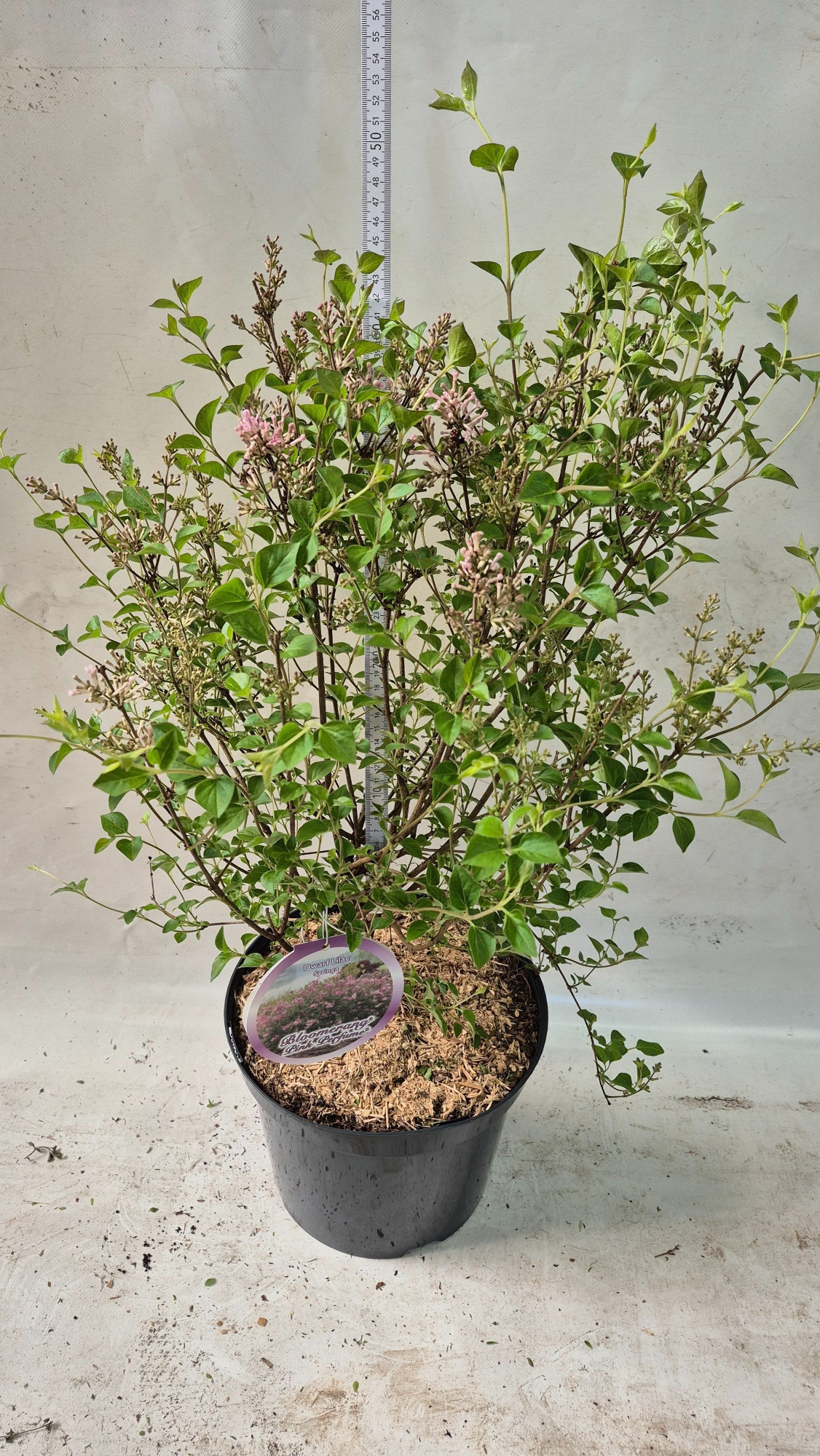 Syringa mey. 'Pink Perfume', D 26 cm