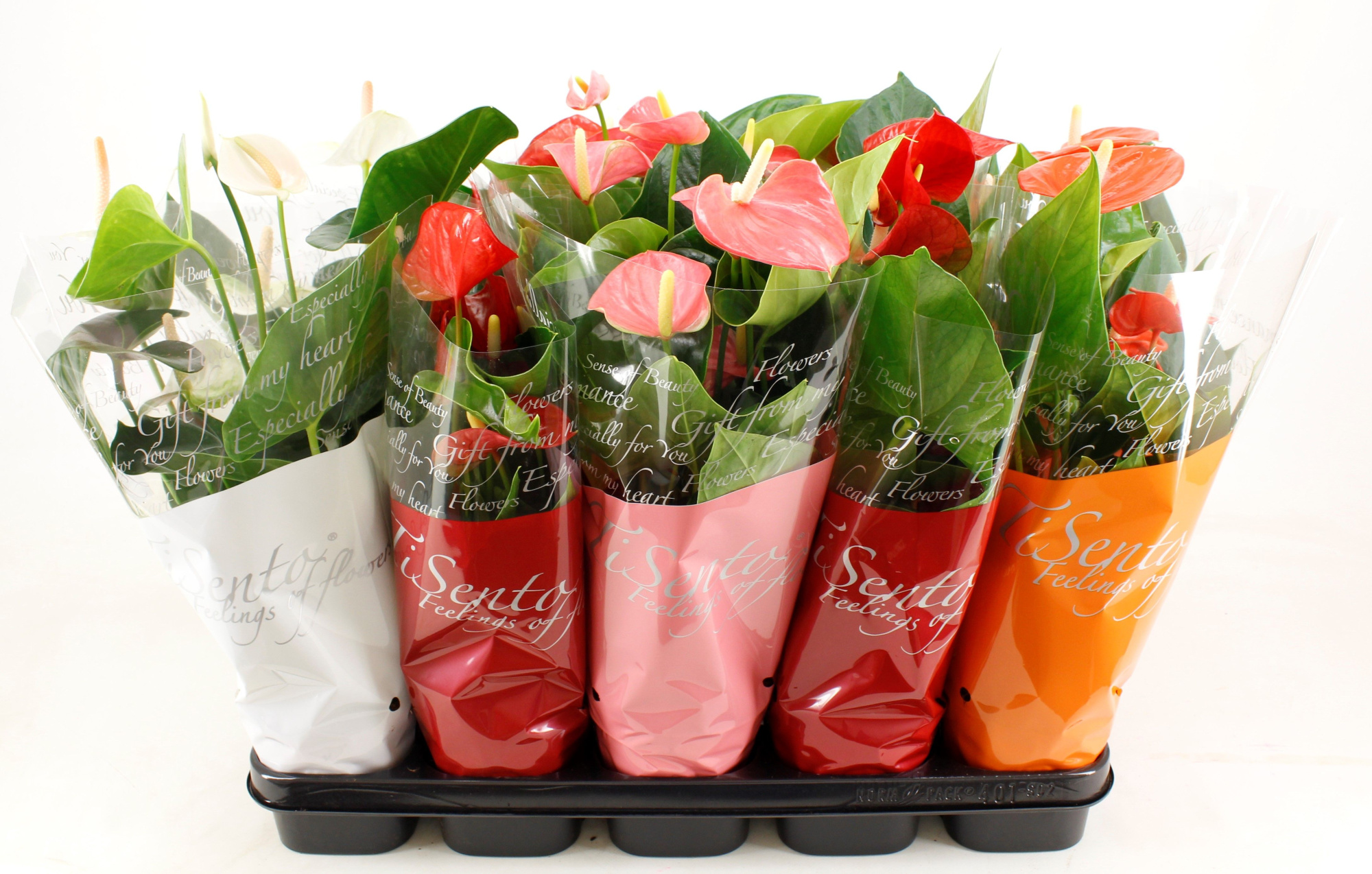 Anthurium 12 cm Mix, D 12 cm