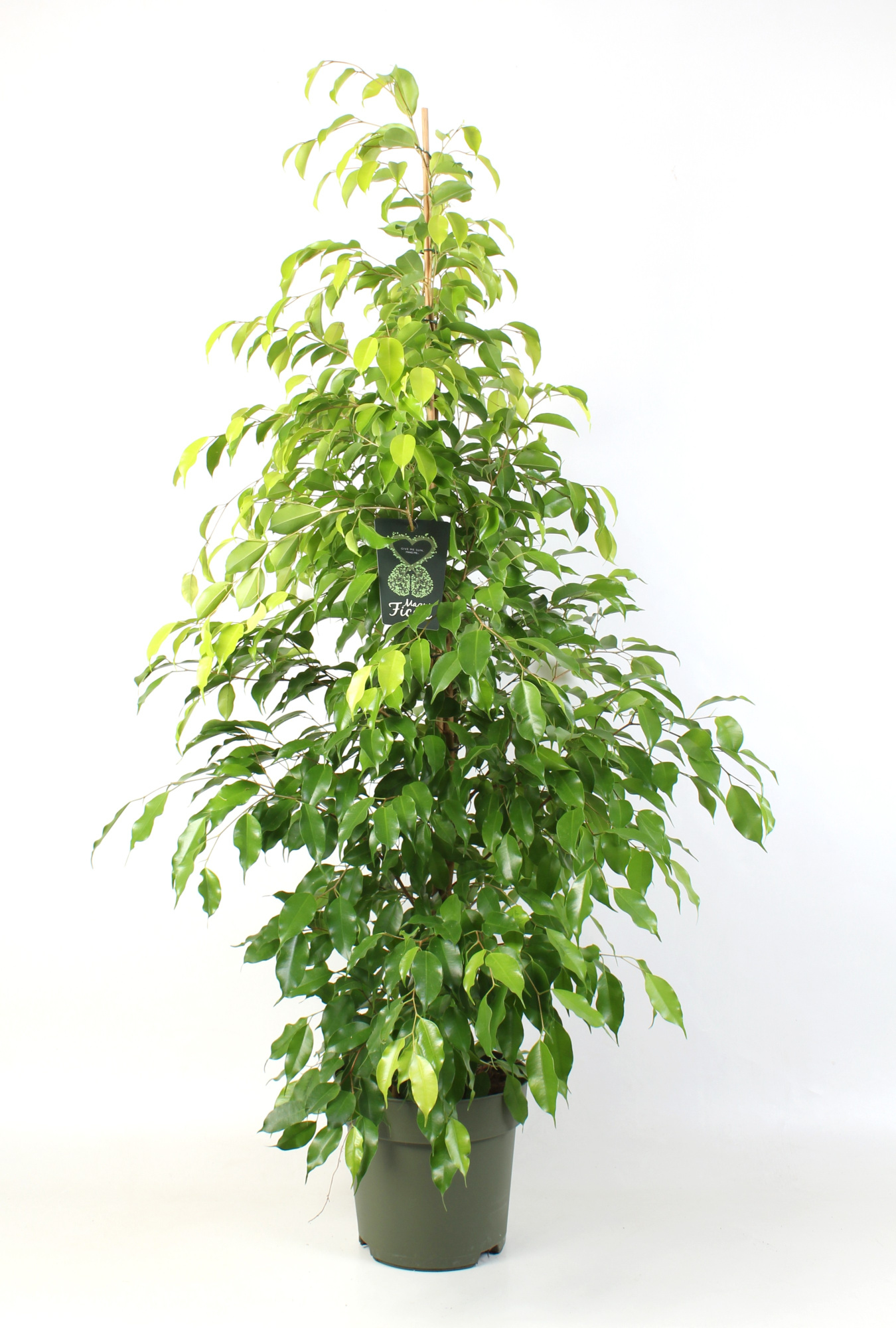 FICUS benjamina Reginald, D 27 cm